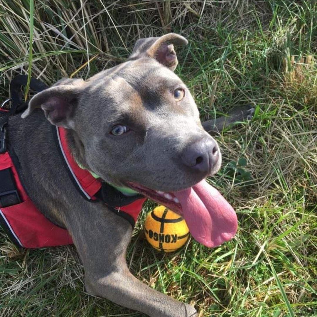 💙Pocket Pit Alert💙 This young male Pit Bull mix is full of energy and life! An absolute sweetheart, DJ is affectionate and loves people. He is currently living at South Pacific County Humane Society in Long Beach WA, after being transferred from a different shelter following an unsuccessful adoption placement.

DJ has been refining his skill at walking on a leash, he gets so excited about going for a walk he bounces around to start with! However this stops when he gets into the walk. He does well on a harness and also has some experience with a head harness. While he relishes playtime, DJ needs a balance of play & exercise, AND boundaries & consistency. With just play time, this little boy has the capacity to go into a real spin and he will find it hard to calm down again. With boundaries and direction, he can be very well behaved! Structured play and games where he has to think will be important for DJ, as he is very smart and needs use his grey matter! 

DJ is a favorite with the volunteers and staff at the shelter! Volunteer dog walker Kay says, ‘DJ is so many things. He’s smart and funny,  sweet and a goofball! He’s a good boy and will be a great addition to whoever adopts him!’

Due to his exuberance DJ would be best in a home without small children. He would also be best placed in a home where he is the only dog. DJ is a very handsome boy with a lovely shiny coat. He is also a love bug, and wants to both be loved and show you that he loves you too! At 35 lbs he is certainly a pocket pit! If DJ sounds like the pup for you, please complete follow the link below to complete an application, stating DJ is the dog you are in interested in:

https://beachpets.com/long-beach-wa-shelter/dog-adoption-application/