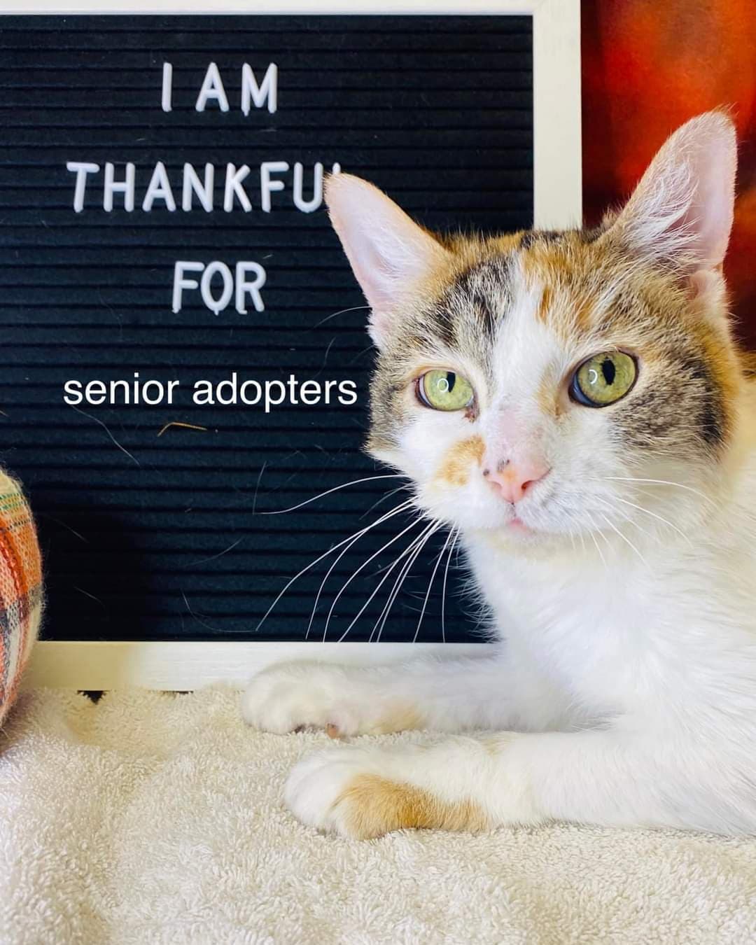Wanda is thankful for those who adopt senior pets! Although she is still currently waiting for her family to come scoop her up! She reminds cheerful and hopeful that soon one day her chance will come! Wanda has been with us for a total of 117 days.... 117 long days of waiting for someone to give her the love she so desperately deserves. Wanda is only 7 years old, she is up today on all her core vaccinations and she is already altered. She is a very sweet and talkative feline, who just wants love and affection! She would be so happy to relax with you on your lap for hours!! If you have room in your heart for one more sweet feline, please consider adopting today!! Wanda doesn’t want to stay here forever!! 💔 For more information please call! 740-314-5583