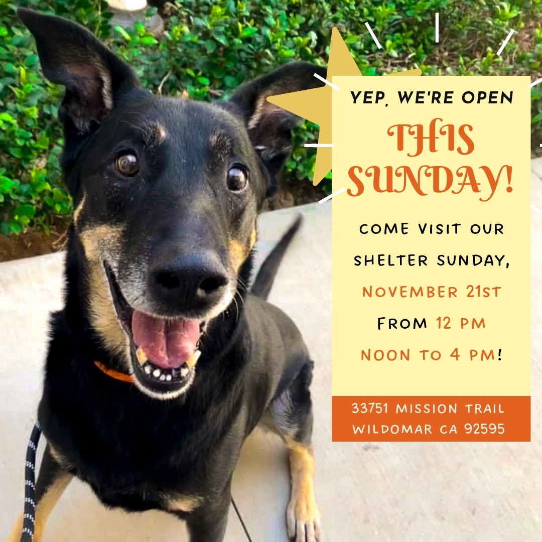 The third Sunday of the month is already here? Time flies! That means we are OPEN on SUNDAY, November 21st from 12 pm noon to 4 pm. Check out our shelter pets and take a new friend home! 😊 <a target='_blank' href='https://www.instagram.com/explore/tags/animalfriendsofthevalleys/'>#animalfriendsofthevalleys</a> <a target='_blank' href='https://www.instagram.com/explore/tags/donationsplease/'>#donationsplease</a> <a target='_blank' href='https://www.instagram.com/explore/tags/adoptdontshop/'>#adoptdontshop</a> <a target='_blank' href='https://www.instagram.com/explore/tags/savetheanimals/'>#savetheanimals</a> <a target='_blank' href='https://www.instagram.com/explore/tags/catsanddogs/'>#catsanddogs</a>
