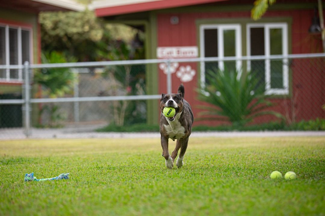 Vida, named appropriately given that she is absolutely FULL OF LIFE, is one of our newest kiddos to join us at Hawaii Island Humane Society. She was a transfer through our lifesaving partnership with HPD Animal Control Services - and we have so loved getting to know this girl.

She is such a FUN dog! She loves fetch and affection. She will snuggle right up to you, hoping you’ll give her lots of love and when you do, she’ll lean in for more. It’s… adorable. And, in case you didn’t notice, she’s a total model. 

To make Vida yours, head over to hihs.org > Adoption > Dogs and submit an application today!
❤️🎾

<a target='_blank' href='https://www.instagram.com/explore/tags/makefetchhappen/'>#makefetchhappen</a> <a target='_blank' href='https://www.instagram.com/explore/tags/adoptVidaHIHS/'>#adoptVidaHIHS</a> <a target='_blank' href='https://www.instagram.com/explore/tags/fetch/'>#fetch</a> <a target='_blank' href='https://www.instagram.com/explore/tags/fetchislife/'>#fetchislife</a> <a target='_blank' href='https://www.instagram.com/explore/tags/shelterdog/'>#shelterdog</a> <a target='_blank' href='https://www.instagram.com/explore/tags/shelterdogsofinstagram/'>#shelterdogsofinstagram</a> <a target='_blank' href='https://www.instagram.com/explore/tags/gooddog/'>#gooddog</a> <a target='_blank' href='https://www.instagram.com/explore/tags/goodgirl/'>#goodgirl</a> <a target='_blank' href='https://www.instagram.com/explore/tags/fundog/'>#fundog</a>