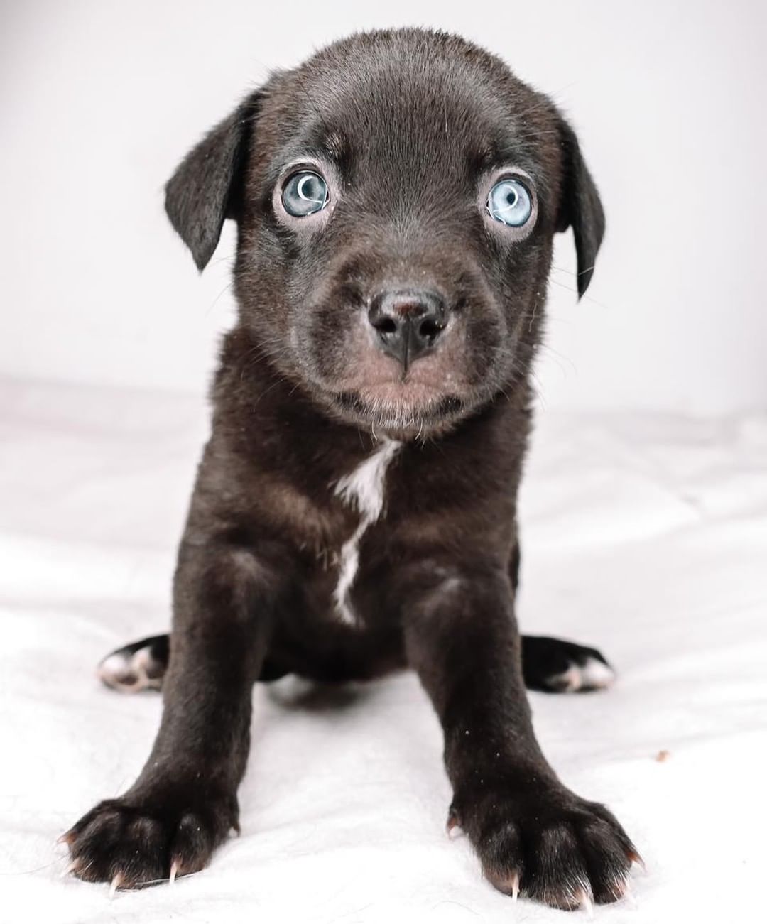 Make way! Here comes the best Hip Hop artists around! 🎧❣️

Meet Tupac, Nicki Minaj, Busta, Lupe, The Stallion, Ludacris, Nelly, Pablo, Big Pun, Doja, and Missy Elliot! These pups are curious little things! They love to snuggle with their people and play with their furry friends! They are working on potty training by using puppy pads! They love to run up to you and sir at your feet for attention! They love a good nap too! They are dog friendly, kid friendly, are some are even cat friendly! The babies are ready to fill your home with love and spunk! 😎
Age: 7 weeks
Estimated breed: Terrier mix

Our story: Hi! Hello! We are the Hip Hop litter! We were born into the rescue to our beautiful mama that you’ll meet so soon! We are playful, loving, and all things puppy! We are smart too! We’re learning to potty like big pups! To our people, we’re ready for ya! ❤️

Apply at puppyhavenrescue.com/adopt/! 

*Puppies are placed in homes based on best fit. When applying, please list your first, second, and third choice*