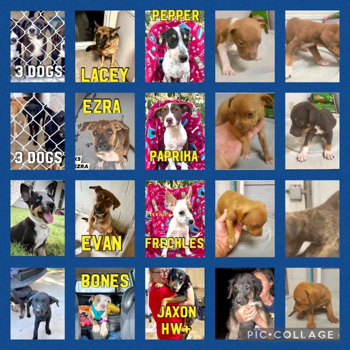 We’re so excited to meet our New Loves coming over the next few weekends!! Interested? Fill out an app: https://www.wheretheloveis.org/application

<a target='_blank' href='https://www.instagram.com/explore/tags/adoptdontshop/'>#adoptdontshop</a> <a target='_blank' href='https://www.instagram.com/explore/tags/wtli/'>#wtli</a> <a target='_blank' href='https://www.instagram.com/explore/tags/wheretheloveis/'>#wheretheloveis</a> <a target='_blank' href='https://www.instagram.com/explore/tags/wheretheloveis/'>#wheretheloveis</a>❤️ <a target='_blank' href='https://www.instagram.com/explore/tags/wheretheloveisrescue/'>#wheretheloveisrescue</a> <a target='_blank' href='https://www.instagram.com/explore/tags/wheretheloveisanimalrescue/'>#wheretheloveisanimalrescue</a>