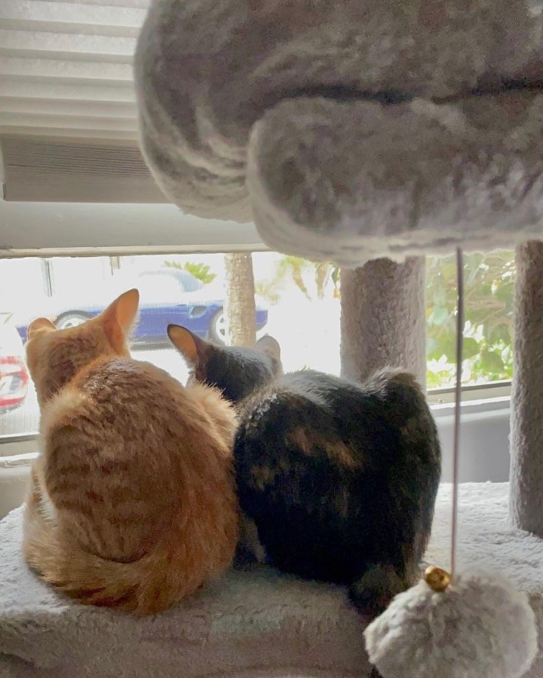 Today's Welcome Home Wednesday spotlight is for Maizey and Chai!
.
PAWS supporters might remember our first post about Maizey, the kitten who came to our facility this past summer stuck between two large glue traps. Now, since her adoption in July of this year, Maizey has a forever home where she is safe, happy, and thriving with her brother and fellow PAWS alumni, Chai. 
.
Maizey and Chai's mom tells us:
