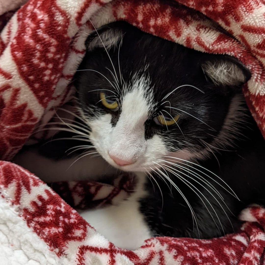 Looking for a snuggle buddy under the blankets this winter? Adopt Morgan! He may be a bit of a shy guy, but he is super snuggly.

The Hopatcong Shelter was helping out a resident in Stanhope who was feeding stray cats when the number of cats started getting out of hand. All the kitties were friendly and they needed help placing them so we took a few in!

Morgan is a little nervous about his new surroundings, but he is super sweet! He loves receiving attention and will happily roll on his back to show you how comfy he is. He gets along fine with other cats and is only around a year old. A great addition to any home! 🐱

<a target='_blank' href='https://www.instagram.com/explore/tags/cat/'>#cat</a> <a target='_blank' href='https://www.instagram.com/explore/tags/catstagram/'>#catstagram</a> <a target='_blank' href='https://www.instagram.com/explore/tags/catsofinstagram/'>#catsofinstagram</a> <a target='_blank' href='https://www.instagram.com/explore/tags/WhiskerWednesday/'>#WhiskerWednesday</a> <a target='_blank' href='https://www.instagram.com/explore/tags/blackandwhitecat/'>#blackandwhitecat</a> <a target='_blank' href='https://www.instagram.com/explore/tags/911dogandcatrescue/'>#911dogandcatrescue</a> <a target='_blank' href='https://www.instagram.com/explore/tags/adopt/'>#adopt</a> <a target='_blank' href='https://www.instagram.com/explore/tags/rescue/'>#rescue</a> <a target='_blank' href='https://www.instagram.com/explore/tags/morristownnj/'>#morristownnj</a> <a target='_blank' href='https://www.instagram.com/explore/tags/nj/'>#nj</a> <a target='_blank' href='https://www.instagram.com/explore/tags/newjersey/'>#newjersey</a> <a target='_blank' href='https://www.instagram.com/explore/tags/morriscounty/'>#morriscounty</a> <a target='_blank' href='https://www.instagram.com/explore/tags/morristown/'>#morristown</a> <a target='_blank' href='https://www.instagram.com/explore/tags/newjersey/'>#newjersey</a>