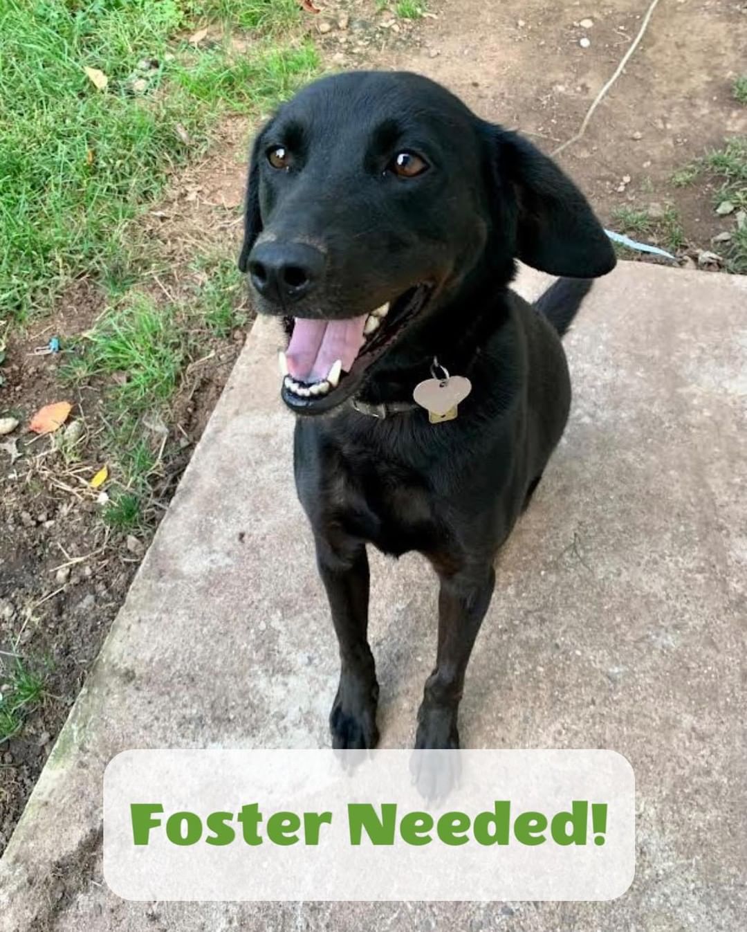 We are in need of a foster home for this gorgeous girl! She is a 6 year old, lab mix who is kid friendly, 45 lbs, and active. If you are interested in fostering her, please reach out to us via email or social media, or send in a foster application through happypawsrescue.org.