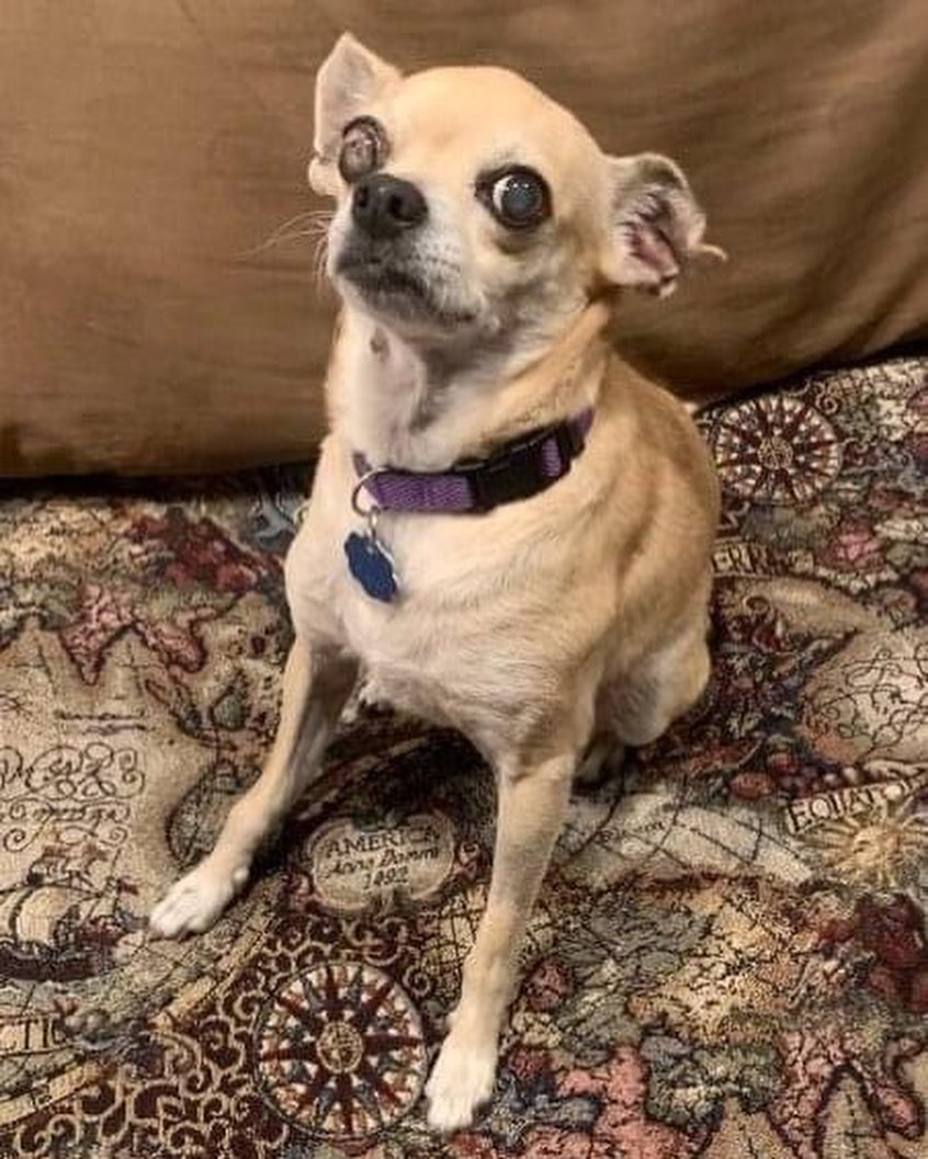 ADOPT LOLA!!

Lola’s a 14yo 12lb chi. She’s dog, cat and kid friendly. She is housebroken, enjoys a fenced in yard along with going for a walk. She needs potty walk prior to leaving the home if you know you will be gone for a few hours. She is sweet, calm and low energy. Her foster momma said, she loves cuddles and when she gets excited she does a happy dance where she kicks her feet back. Adorable to see.

Lola MUST have a home with NO toddlers, continue giving her allergy medication along with lubricant for her left eye which will need to be checked with your vet on occasion to determine how she is doing. If you DO NOT fit this please DO NOT put an application in. We will not call anyone not a fit. Also, we will be concentrating on local to foster applications 1st since home checks and meets with all humans and animals in home is needed at meet. Our fosters are all volunteers so aren’t always able to travel too far.

Lola’s uses lubricant for her left eye which may need to be used for her life to prevent further problems. She is on Apoquel for allergies. It is unknown if this will be a seasonal treatment or year-round. A trial off at various times of year will be helpful to determine that. If she is having an allergic itch exacerbation, she will keep you awake all night with her scratching. She also caused a hematoma on her right ear due to sever scratching. All will need to be discussed with your vet. She is spayed, vaccinated, HW negative and microchipped. Currently fostered in Phila, PA. Apply at www.tprescue.org