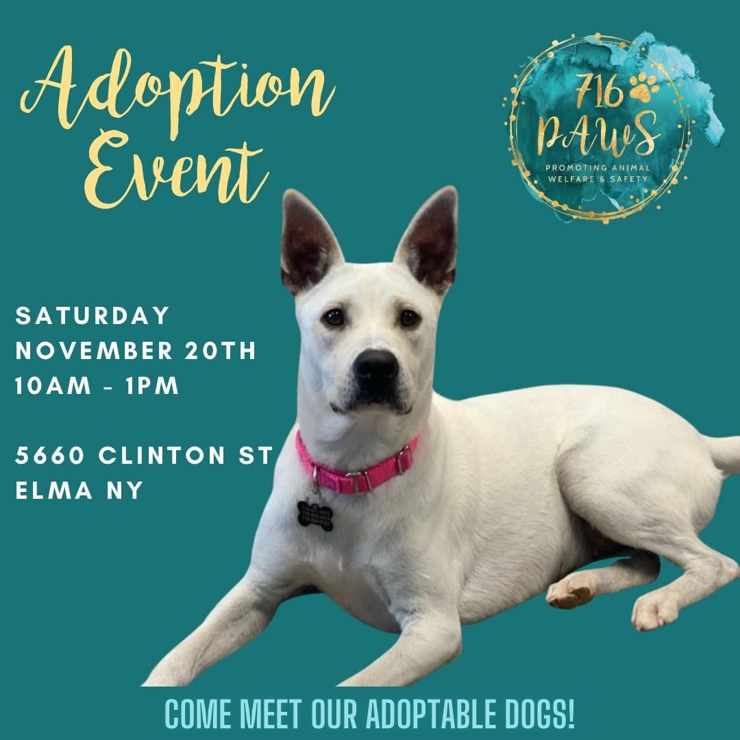 Come meet our adoptable dogs at our office in Elma tomorrow from 10am-1pm.

Dogs in attendance:
Cool whip 
Malia
Kolbie
Tucker
Vega 
Hex
Nala
Lucky <a target='_blank' href='https://www.instagram.com/explore/tags/buffalo/'>#buffalo</a> <a target='_blank' href='https://www.instagram.com/explore/tags/adoption/'>#adoption</a> <a target='_blank' href='https://www.instagram.com/explore/tags/dog/'>#dog</a> <a target='_blank' href='https://www.instagram.com/explore/tags/fosterdogs/'>#fosterdogs</a> <a target='_blank' href='https://www.instagram.com/explore/tags/adoptdontshop/'>#adoptdontshop</a>