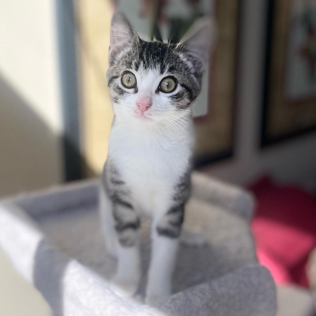 Hello- from Melody! 
Melody got her name because of her cute meow. She is a bundle on energy, moving and playing with her siblings or climbing all over her people. She is friendly with everyone and is a very social kitten. She has been raised with kids, cats and dogs and would be a great addition to your family. ❤️ She really is the perfect little cat and we know you will love her as much as we do! 
All of her siblings have been adopted and now it’s her turn!!
She is UTD on vax, combo tested and will be spayed when she’s a little older. 
We are looking for a home for Miss Melody that has another kitty or cat friendly dog for her to play and interact with.
DM for an adoption questionnaire!
.

.
.

.
.
.
.
.
.
.
<a target='_blank' href='https://www.instagram.com/explore/tags/tabbykitten/'>#tabbykitten</a><a target='_blank' href='https://www.instagram.com/explore/tags/turkishvanmix/'>#turkishvanmix</a><a target='_blank' href='https://www.instagram.com/explore/tags/kittyboo/'>#kittyboo</a><a target='_blank' href='https://www.instagram.com/explore/tags/kittensdaily/'>#kittensdaily</a><a target='_blank' href='https://www.instagram.com/explore/tags/fosteringsaveslives/'>#fosteringsaveslives</a><a target='_blank' href='https://www.instagram.com/explore/tags/catfoster/'>#catfoster</a><a target='_blank' href='https://www.instagram.com/explore/tags/fostercat/'>#fostercat</a><a target='_blank' href='https://www.instagram.com/explore/tags/fosterkitten/'>#fosterkitten</a><a target='_blank' href='https://www.instagram.com/explore/tags/catrescue/'>#catrescue</a><a target='_blank' href='https://www.instagram.com/explore/tags/scv/'>#scv</a><a target='_blank' href='https://www.instagram.com/explore/tags/santaclaritavalley/'>#santaclaritavalley</a><a target='_blank' href='https://www.instagram.com/explore/tags/adoptacat/'>#adoptacat</a><a target='_blank' href='https://www.instagram.com/explore/tags/kittycatsofinstagram/'>#kittycatsofinstagram</a><a target='_blank' href='https://www.instagram.com/explore/tags/catlovers/'>#catlovers</a><a target='_blank' href='https://www.instagram.com/explore/tags/catsrule/'>#catsrule</a>