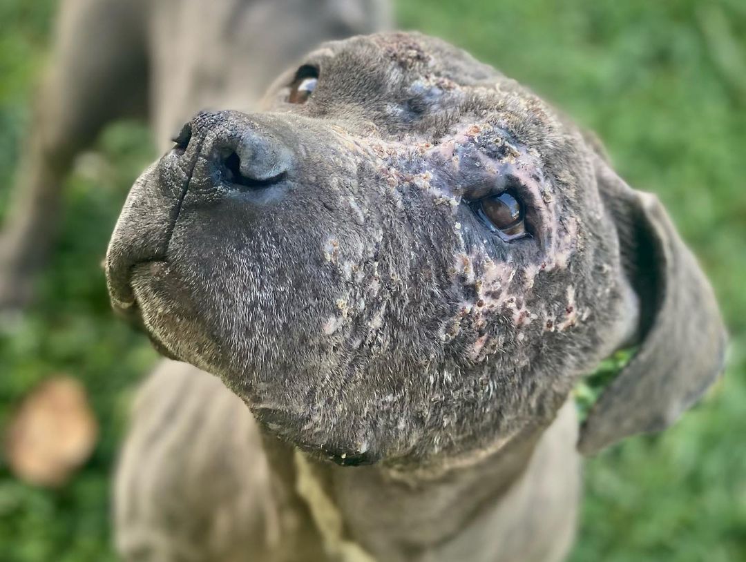 look how cute🥺 

Willow is loving life at @rocopethospital she is healing nicely but still has a really long road ahead of her! 

Please donate to her care!! LINK IN BIO 💕💕