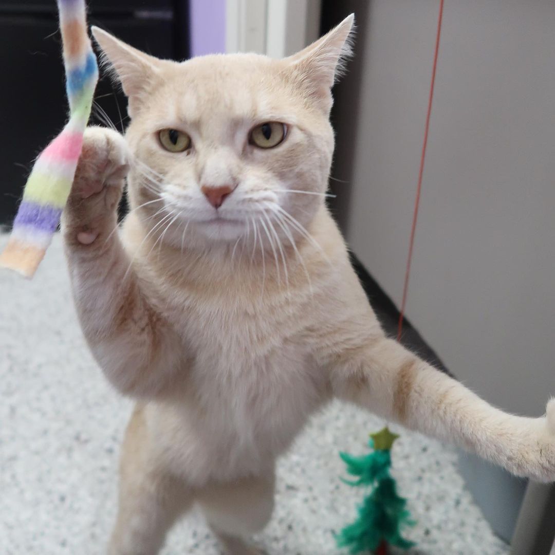 Happy Friday! I'm Oslo and I'm ready to be your new BFF! I'm 2 years young, I love to play, and am (clearly) very photogenic! I love all of the humans I've met here at Cat Haven and will come right up to you for attention, but my felines friends can intimidate me a little bit. To everyone's surprise, I made a friends in Miss Hope, a long-time Cat Haven resident! We are hanging out and having so much fun, we'd love to find a home together!

<a target='_blank' href='https://www.instagram.com/explore/tags/FelineFriday/'>#FelineFriday</a> <a target='_blank' href='https://www.instagram.com/explore/tags/adoptable/'>#adoptable</a> <a target='_blank' href='https://www.instagram.com/explore/tags/adoptme/'>#adoptme</a> <a target='_blank' href='https://www.instagram.com/explore/tags/adoptdontshop/'>#adoptdontshop</a> <a target='_blank' href='https://www.instagram.com/explore/tags/catrescue/'>#catrescue</a> <a target='_blank' href='https://www.instagram.com/explore/tags/rescuecat/'>#rescuecat</a> <a target='_blank' href='https://www.instagram.com/explore/tags/rescuecatsofinstagram/'>#rescuecatsofinstagram</a> <a target='_blank' href='https://www.instagram.com/explore/tags/rescuecats/'>#rescuecats</a> <a target='_blank' href='https://www.instagram.com/explore/tags/batonrouge/'>#batonrouge</a> <a target='_blank' href='https://www.instagram.com/explore/tags/cathavenbr/'>#cathavenbr</a> <a target='_blank' href='https://www.instagram.com/explore/tags/225gives/'>#225gives</a> <a target='_blank' href='https://www.instagram.com/explore/tags/givingtuesday/'>#givingtuesday</a>