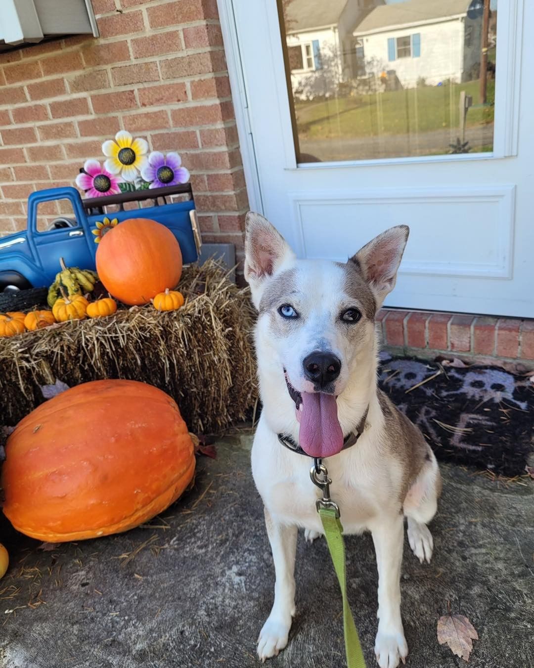 ❤️❤️ADOPT RAYNEE❤️❤️

Raynee is searching for her happy ever after!

This darling husky mix is just a bit over 2 years old.  Raynee loves her foster fur brother, but, with all dogs slow intros are best.  This 40 pound beauty loves her human foster siblings and would do fine with kids of all ages. 

One look into those gorgeous eyes will have you fall in love instantly. 

This beauty is UTD, chipped, spayed, house trained and crate trained.  The whole package!!!

If you are looking for a fun girl who loves to play as much as she loves to cuddle, Raynee is the dog for you! 

Adoption application: https://form.jotform.com/203643479832159

<a target='_blank' href='https://www.instagram.com/explore/tags/husky/'>#husky</a> <a target='_blank' href='https://www.instagram.com/explore/tags/huskylife/'>#huskylife</a> <a target='_blank' href='https://www.instagram.com/explore/tags/northernbreed/'>#northernbreed</a> <a target='_blank' href='https://www.instagram.com/explore/tags/narps/'>#narps</a> <a target='_blank' href='https://www.instagram.com/explore/tags/narpsdog/'>#narpsdog</a> <a target='_blank' href='https://www.instagram.com/explore/tags/narpsdogs/'>#narpsdogs</a> <a target='_blank' href='https://www.instagram.com/explore/tags/rescuedogsofinstagram/'>#rescuedogsofinstagram</a> <a target='_blank' href='https://www.instagram.com/explore/tags/rescuedog/'>#rescuedog</a> <a target='_blank' href='https://www.instagram.com/explore/tags/rescue/'>#rescue</a> <a target='_blank' href='https://www.instagram.com/explore/tags/fosterdog/'>#fosterdog</a> <a target='_blank' href='https://www.instagram.com/explore/tags/fosterdogsofinstagram/'>#fosterdogsofinstagram</a> <a target='_blank' href='https://www.instagram.com/explore/tags/fosteringsaveslives/'>#fosteringsaveslives</a> <a target='_blank' href='https://www.instagram.com/explore/tags/adoptables/'>#adoptables</a> <a target='_blank' href='https://www.instagram.com/explore/tags/adoptable/'>#adoptable</a> <a target='_blank' href='https://www.instagram.com/explore/tags/adoptabledog/'>#adoptabledog</a> <a target='_blank' href='https://www.instagram.com/explore/tags/rescuedismyfavoritebreed/'>#rescuedismyfavoritebreed</a>