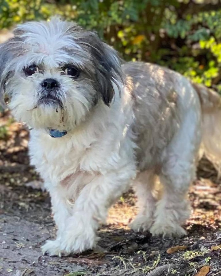 Gronk is absolutely PERFECT! A 12 year old shihtzu boy, 13 lbs. of pure love! 
Rides well in a plane ✅ 
Rides well in a car ✅ 
Tolerated a freezing cold bath from an excited 10 year old ✅ 
Went potty, <a target='_blank' href='https://www.instagram.com/explore/tags/1/'>#1</a> and <a target='_blank' href='https://www.instagram.com/explore/tags/2/'>#2</a> outside ✅
Best Lap Warmer ✅
In just three hours, I figured out this little dog was the complete package. Totally PERFECT! His owners wanted him euthanized because he smelled and could not hear. Today, I experienced both those things too and yet I still saw PERFECTION! We are willing to bet he can’t hear because of the years of neglect. His ears are crusty and riddled with overgrown hair. He was super itchy and stunk to high heaven. His nails were curling over. We can’t wait to get him to the vet and on some good food and meds. One man’s trash is another’s treasure! He is a treasure to say the least. We can’t wait to rewrite Gronk’s story. A huge shout out to Kristi Stinson Sexton for saving his beautiful life. Pilots Randy Hock and Donna Shannon for getting him from AL to TPA. Corinne Rockney and her hubby Rud for coordinating and joining the flights and Stephanie Golun for grooming and fostering him. <a target='_blank' href='https://www.instagram.com/explore/tags/onemanstrashisanothermanstreasure/'>#onemanstrashisanothermanstreasure</a> <a target='_blank' href='https://www.instagram.com/explore/tags/seniordogs/'>#seniordogs</a>  <a target='_blank' href='https://www.instagram.com/explore/tags/adoptdontshop/'>#adoptdontshop</a>🐾