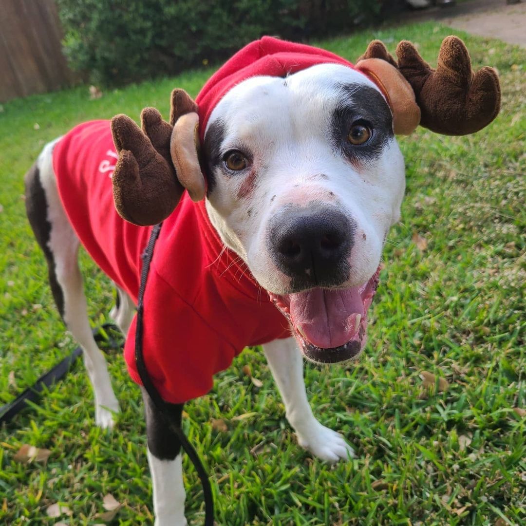 So we're playing in Christmas outfits today 😆 

By the way, Marleigh refused to call him Mister and said his name is Marshall, the fire pup from Paw Patrol. What Marleigh says goes! It's definitely more fitting and he has taken to it well, so from here on out, his name is MARSHALL! ❤

Marshall is available to foster or adopt!
www.MarleighsFriends.org

https://vm.tiktok.com/TTPd2NgVqq/