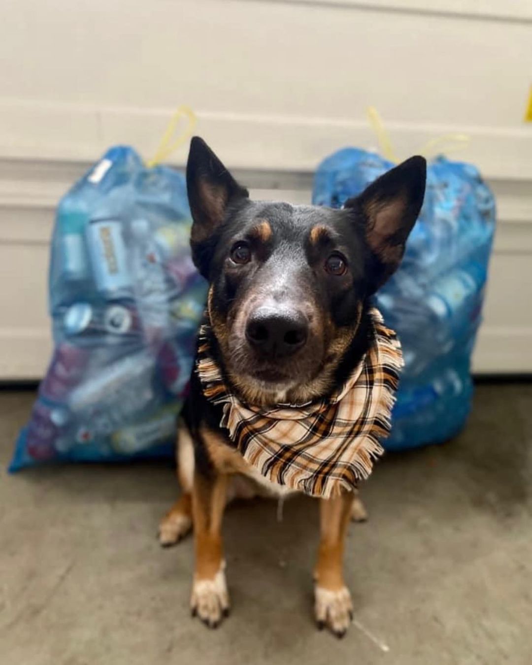 LOOK AT ALL THOSE BOTTLES! 

♻️ Help our Shepherds Without Borders Fundraising Efforts via Bottle Drop♻️

This holiday season, BottleDrop Give is contributing up to $65,000 to their Blue Bag Fundraisers through their 5th annual Holiday Give, and Shepherds Without Borders is registered! Full details are available on Bottle Drop’s Holiday Give page: https://www.bottledropcenters.com/holiday-give/

It is FREE to participate by collecting beverage containers with an Oregon refund value. Here’s how you can help Shepherds Without Borders receive a 20% match this year! There are TWO ways to participate:

Order/fill the provided Blue Bags with your empty containers and drop them off at any BottleDrop location or one of their partner retailers at your convenience. No waiting in those lines - just drop them at the 