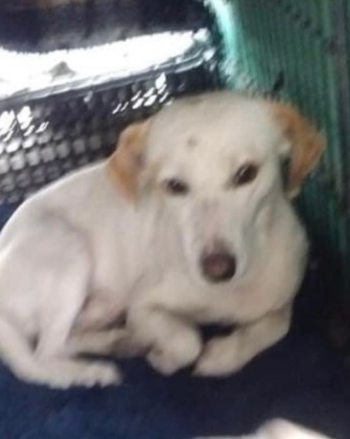 Available for Adoption 
<a target='_blank' href='https://www.instagram.com/explore/tags/AdoptAFriend/'>#AdoptAFriend</a> 
Meet Blanquita 

She is approximately 2 years old up to date on all vaccinated and spayed. Blanquits weighs approx 15 lbs and is very timid at first but once she gains your trust she is extremely affectionate. It will take just a little patience to let her adapt. Blanquita is crate trained and walks very well on a leash she gets along well with other dogs.

Blanquita and 3 other dogs were rescued by rescuer Izza Morales,  These dogs were not in a safety place and were at risk of being run over by on going traffic. When rescued Blanquita and her friends were infested with ticks and fleas.

If you would like to fill out an application For Blanquita visit our website(Link in Bio)
☎️📞📱
Vicky Godoy 
(619) 733-1512 

<a target='_blank' href='https://www.instagram.com/explore/tags/fhstj/'>#fhstj</a><a target='_blank' href='https://www.instagram.com/explore/tags/adoptadogsandiego/'>#adoptadogsandiego</a><a target='_blank' href='https://www.instagram.com/explore/tags/adoptdontshop/'>#adoptdontshop</a><a target='_blank' href='https://www.instagram.com/explore/tags/dog/'>#dog</a><a target='_blank' href='https://www.instagram.com/explore/tags/puppy/'>#puppy</a><a target='_blank' href='https://www.instagram.com/explore/tags/sandiego/'>#sandiego</a><a target='_blank' href='https://www.instagram.com/explore/tags/smalldogs/'>#smalldogs</a><a target='_blank' href='https://www.instagram.com/explore/tags/mansbestfriend/'>#mansbestfriend</a><a target='_blank' href='https://www.instagram.com/explore/tags/petadoption/'>#petadoption</a><a target='_blank' href='https://www.instagram.com/explore/tags/petadoptionevent/'>#petadoptionevent</a><a target='_blank' href='https://www.instagram.com/explore/tags/dogsofsandiego/'>#dogsofsandiego</a><a target='_blank' href='https://www.instagram.com/explore/tags/adoptafriend/'>#adoptafriend</a><a target='_blank' href='https://www.instagram.com/explore/tags/petco/'>#petco</a><a target='_blank' href='https://www.instagram.com/explore/tags/AdoptAFriend/'>#AdoptAFriend</a><a target='_blank' href='https://www.instagram.com/explore/tags/adoptapuppy/'>#adoptapuppy</a><a target='_blank' href='https://www.instagram.com/explore/tags/sandiegoevents/'>#sandiegoevents</a><a target='_blank' href='https://www.instagram.com/explore/tags/SanDiego/'>#SanDiego</a><a target='_blank' href='https://www.instagram.com/explore/tags/adoptanocompres/'>#adoptanocompres</a><a target='_blank' href='https://www.instagram.com/explore/tags/perrito/'>#perrito</a><a target='_blank' href='https://www.instagram.com/explore/tags/perro/'>#perro</a><a target='_blank' href='https://www.instagram.com/explore/tags/amigofiel/'>#amigofiel</a><a target='_blank' href='https://www.instagram.com/explore/tags/petcounleashed/'>#petcounleashed</a><a target='_blank' href='https://www.instagram.com/explore/tags/animalesofinstagram/'>#animalesofinstagram</a><a target='_blank' href='https://www.instagram.com/explore/tags/adoptinstadog/'>#adoptinstadog</a><a target='_blank' href='https://www.instagram.com/explore/tags/adoptadogoninstagram/'>#adoptadogoninstagram</a><a target='_blank' href='https://www.instagram.com/explore/tags/sandiegoinstagramdogs/'>#sandiegoinstagramdogs</a>