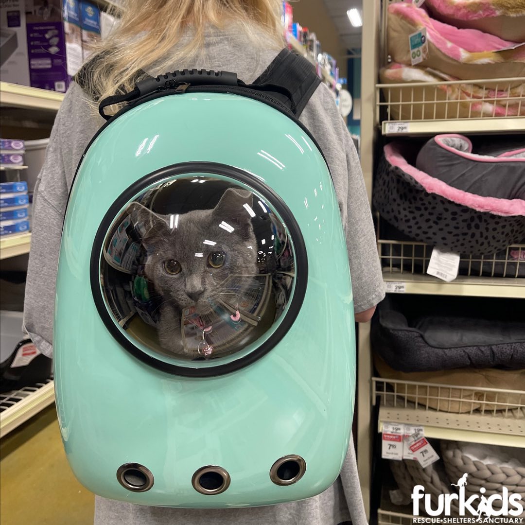 Our November adoptees are heading home in style for the paw-lidays!😻 Here's to fur-ever for these furkids!🧡 <a target='_blank' href='https://www.instagram.com/explore/tags/furkids/'>#furkids</a> <a target='_blank' href='https://www.instagram.com/explore/tags/adoptdontshop/'>#adoptdontshop</a>