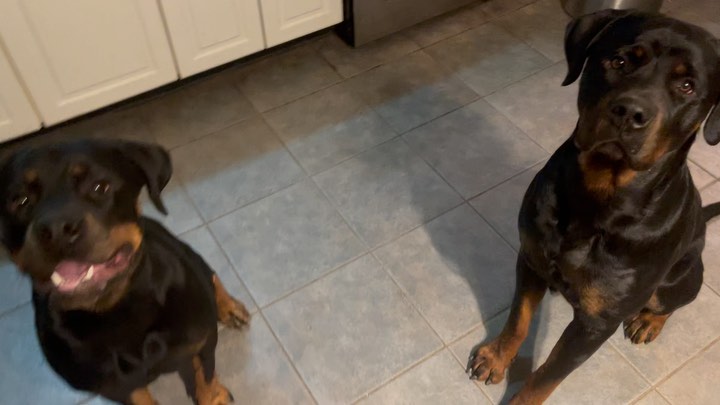 Mila & Jonah
<a target='_blank' href='https://www.instagram.com/explore/tags/adoptme/'>#adoptme</a> <a target='_blank' href='https://www.instagram.com/explore/tags/rottweiler/'>#rottweiler</a> <a target='_blank' href='https://www.instagram.com/explore/tags/fosteringsaveslives/'>#fosteringsaveslives</a> <a target='_blank' href='https://www.instagram.com/explore/tags/rishelterdogs/'>#rishelterdogs</a> <a target='_blank' href='https://www.instagram.com/explore/tags/rottie/'>#rottie</a> <a target='_blank' href='https://www.instagram.com/explore/tags/doubletrouble/'>#doubletrouble</a> <a target='_blank' href='https://www.instagram.com/explore/tags/fouronthefloor/'>#fouronthefloor</a>