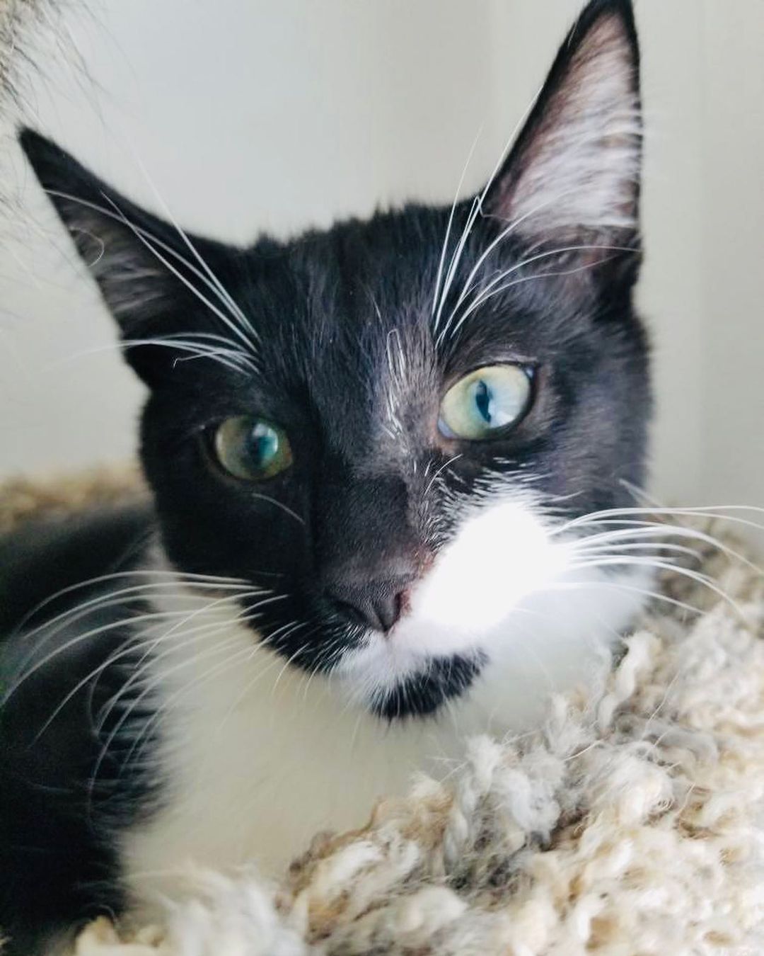 Hello- from River!
What a character! He has come a long way and is now ready fir his furrrver home. He came to his current foster super scared of every noise, now he loves to sit and watch rhe traffic go by. He loves balls and dumps the toy basket over and scatters the toys all over the room. He even occasionally comes and says Hi to the dogs! He loves his foster sister (seen in one of the pics) and is looking to be adopted into a home with another cat. Or maybe his sister, Aja? ❤️ He is combo tested negative, UTD on vax and soon to be neutered. He’s approx 3 months old. 
DM for an adoption questionnaire!
.
.
.
.
.
.
.
.
.
.
.
<a target='_blank' href='https://www.instagram.com/explore/tags/tuxedocat/'>#tuxedocat</a><a target='_blank' href='https://www.instagram.com/explore/tags/tuxies/'>#tuxies</a><a target='_blank' href='https://www.instagram.com/explore/tags/tuxedokitten/'>#tuxedokitten</a><a target='_blank' href='https://www.instagram.com/explore/tags/sheltercat/'>#sheltercat</a><a target='_blank' href='https://www.instagram.com/explore/tags/shelterkitten/'>#shelterkitten</a><a target='_blank' href='https://www.instagram.com/explore/tags/whiskersonfleek/'>#whiskersonfleek</a><a target='_blank' href='https://www.instagram.com/explore/tags/whitewhiskers/'>#whitewhiskers</a><a target='_blank' href='https://www.instagram.com/explore/tags/catlife/'>#catlife</a><a target='_blank' href='https://www.instagram.com/explore/tags/catfosters/'>#catfosters</a><a target='_blank' href='https://www.instagram.com/explore/tags/fosteringsaveslives/'>#fosteringsaveslives</a><a target='_blank' href='https://www.instagram.com/explore/tags/huffpostgram/'>#huffpostgram</a><a target='_blank' href='https://www.instagram.com/explore/tags/kittygram/'>#kittygram</a><a target='_blank' href='https://www.instagram.com/explore/tags/huntingtonbeach/'>#huntingtonbeach</a><a target='_blank' href='https://www.instagram.com/explore/tags/dailycat/'>#dailycat</a><a target='_blank' href='https://www.instagram.com/explore/tags/catpics/'>#catpics</a>