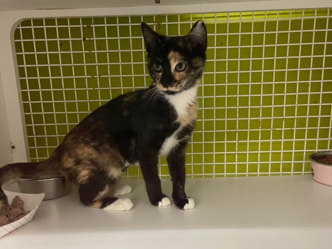 Aurora is around 3 months old and very sweet. She was found as a stray recently and is hanging out at Petco at 165 Bricktown Way in Staten Island searching for a forever family. Come in and say hello 👋 
Apply to adopt at www.happyhomesinc.org