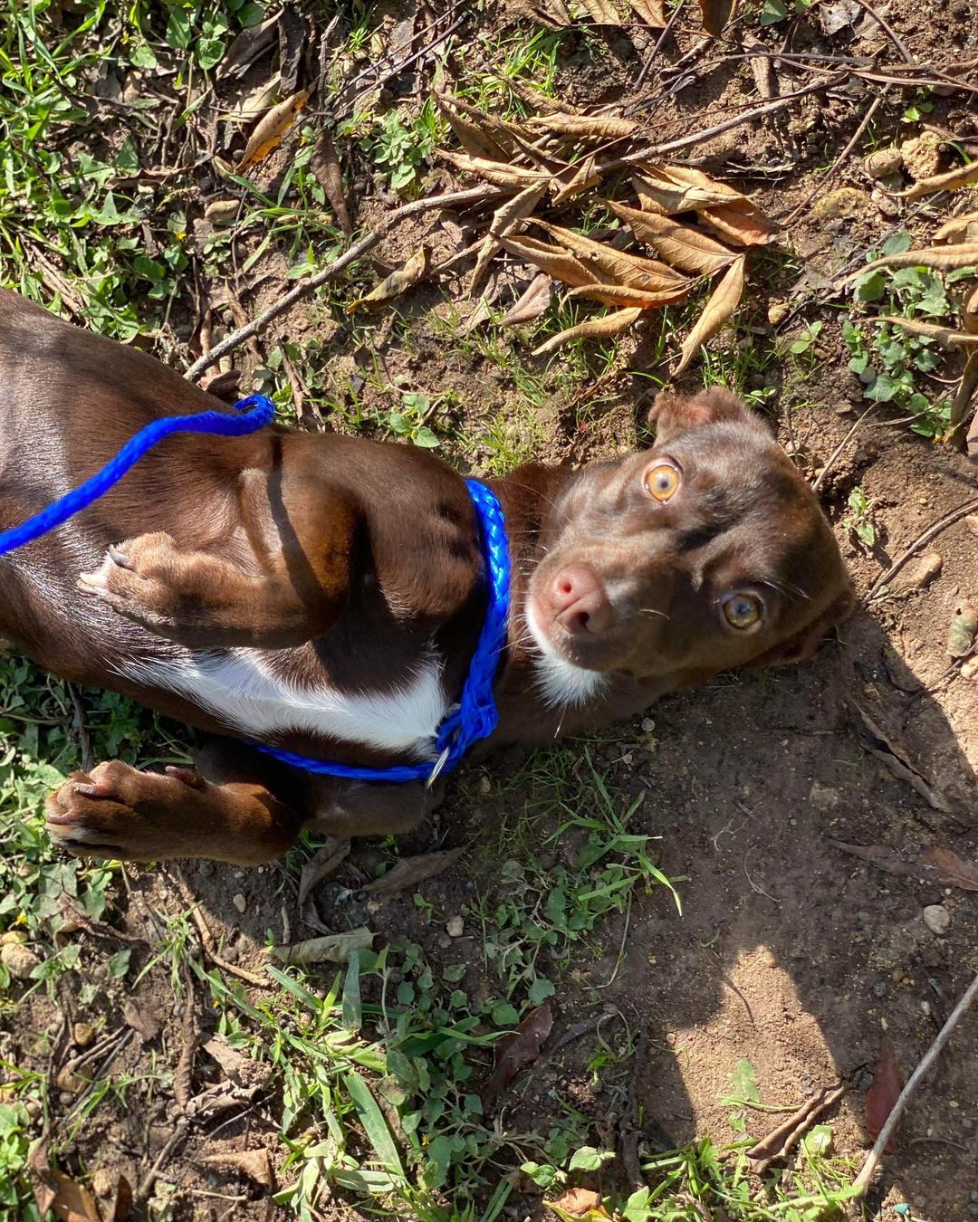 Say hello to Ember! She is a 7 month old Chihuahua mix looking for her furr-ever home! Send in an application today for Ember!