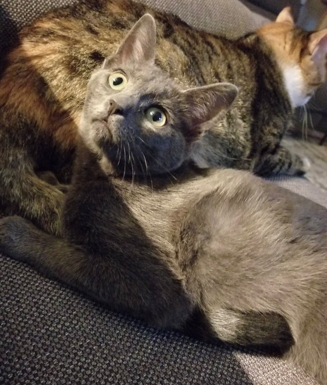 Meet Aja! 
This sweet girl has come a long way! From hiding under rhe couch to wrestling and racing around the living room. She still needs some time getting used to new things and people,  but has become more trusting everyday.  She is cat friendly and used to a house with lots of dogs.  Her daily routine is to watch her foster  family come and go and the dogs play...from a distance of course.
She is now ready for a home! UTD on vaccinations, combo tested negative, and will be fixed in the near future. 
DM for an adoption questionnaire!
.
.
.
.
.
.
.
.
.
<a target='_blank' href='https://www.instagram.com/explore/tags/russianblue/'>#russianblue</a><a target='_blank' href='https://www.instagram.com/explore/tags/greykitten/'>#greykitten</a><a target='_blank' href='https://www.instagram.com/explore/tags/russianblues/'>#russianblues</a><a target='_blank' href='https://www.instagram.com/explore/tags/dogfriendly/'>#dogfriendly</a><a target='_blank' href='https://www.instagram.com/explore/tags/catlife/'>#catlife</a><a target='_blank' href='https://www.instagram.com/explore/tags/sheltercat/'>#sheltercat</a><a target='_blank' href='https://www.instagram.com/explore/tags/catsarecool/'>#catsarecool</a><a target='_blank' href='https://www.instagram.com/explore/tags/caturday/'>#caturday</a><a target='_blank' href='https://www.instagram.com/explore/tags/catday/'>#catday</a><a target='_blank' href='https://www.instagram.com/explore/tags/catdayeveryday/'>#catdayeveryday</a><a target='_blank' href='https://www.instagram.com/explore/tags/adoptme/'>#adoptme</a><a target='_blank' href='https://www.instagram.com/explore/tags/huntingtonbeach/'>#huntingtonbeach</a><a target='_blank' href='https://www.instagram.com/explore/tags/catfostermomchronicles/'>#catfostermomchronicles</a><a target='_blank' href='https://www.instagram.com/explore/tags/adoptdontshop/'>#adoptdontshop</a><a target='_blank' href='https://www.instagram.com/explore/tags/huntingtonbeachca/'>#huntingtonbeachca</a><a target='_blank' href='https://www.instagram.com/explore/tags/kittenstagram/'>#kittenstagram</a>