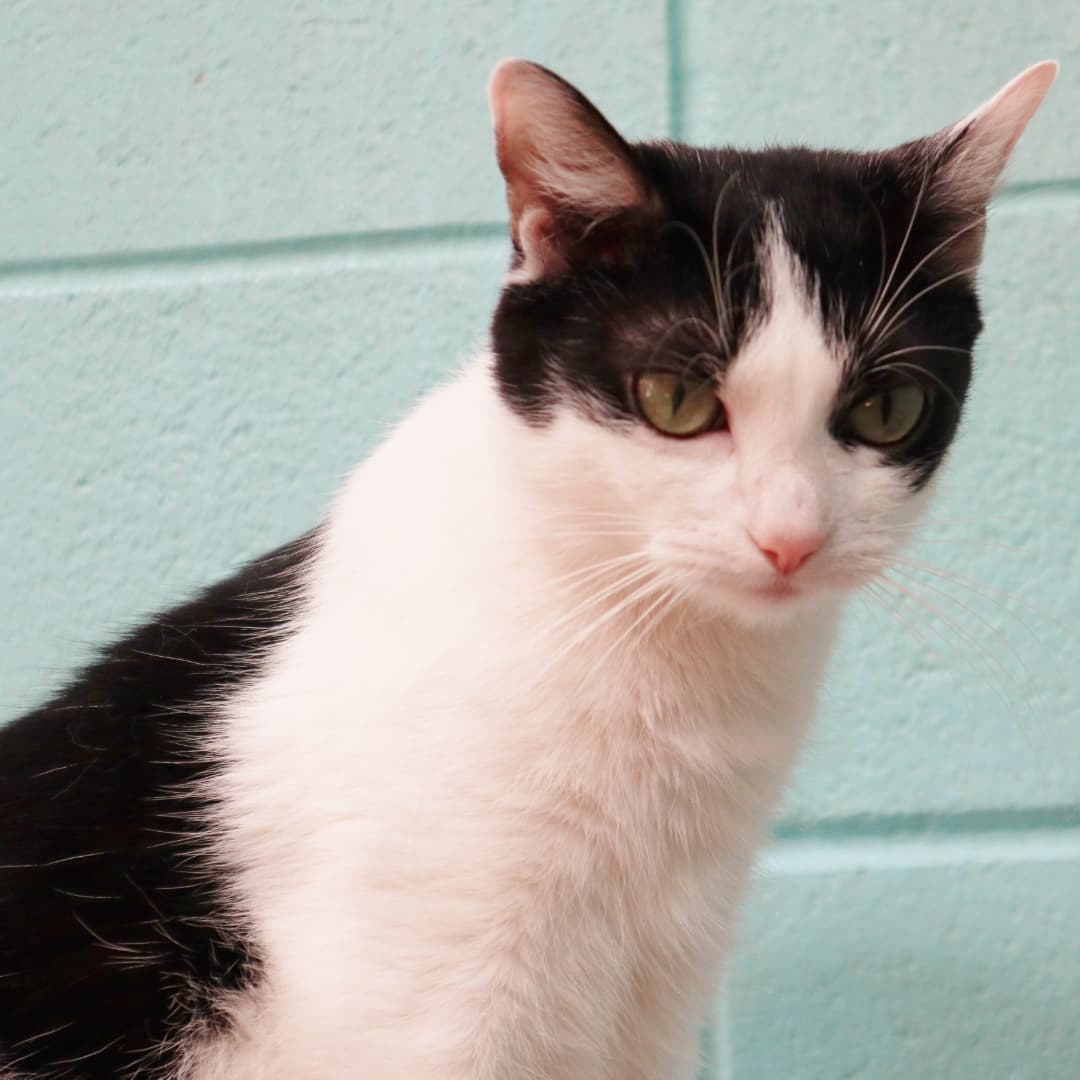 What a goofball little Squirt is!  She's just 2 years old and we first met her back in the fall of 2019 when she was a stray kitten.  Squirt was adopted quickly but was returned some time later.  She came back with allergies and a skin condition that was left untreated so we got straight to work on that.  We've found that prednisone works best for her, and she'll need to stay on that.  It's a small price to pay to have this happy girl in your life!  She's such a little doll and she loves life and everyone in it.  She's still so playful and silly, and she's sweet and mellow too.  She gets along fine with other cats and she's outgoing, affectionate, and she'd love to be welcomed into your life!  Call 609-693-1900 or email:  office@ahsppz.org for an application.  File<a target='_blank' href='https://www.instagram.com/explore/tags/42389/'>#42389</a> 4/5/21
<a target='_blank' href='https://www.instagram.com/explore/tags/squirt/'>#squirt</a> <a target='_blank' href='https://www.instagram.com/explore/tags/cats/'>#cats</a> <a target='_blank' href='https://www.instagram.com/explore/tags/catsofinstagram/'>#catsofinstagram</a> <a target='_blank' href='https://www.instagram.com/explore/tags/littlecats/'>#littlecats</a> <a target='_blank' href='https://www.instagram.com/explore/tags/sweetcats/'>#sweetcats</a> <a target='_blank' href='https://www.instagram.com/explore/tags/deserving/'>#deserving</a> <a target='_blank' href='https://www.instagram.com/explore/tags/rescuecats/'>#rescuecats</a> <a target='_blank' href='https://www.instagram.com/explore/tags/sheltercats/'>#sheltercats</a> <a target='_blank' href='https://www.instagram.com/explore/tags/adopt/'>#adopt</a> <a target='_blank' href='https://www.instagram.com/explore/tags/adoptdontshop/'>#adoptdontshop</a>