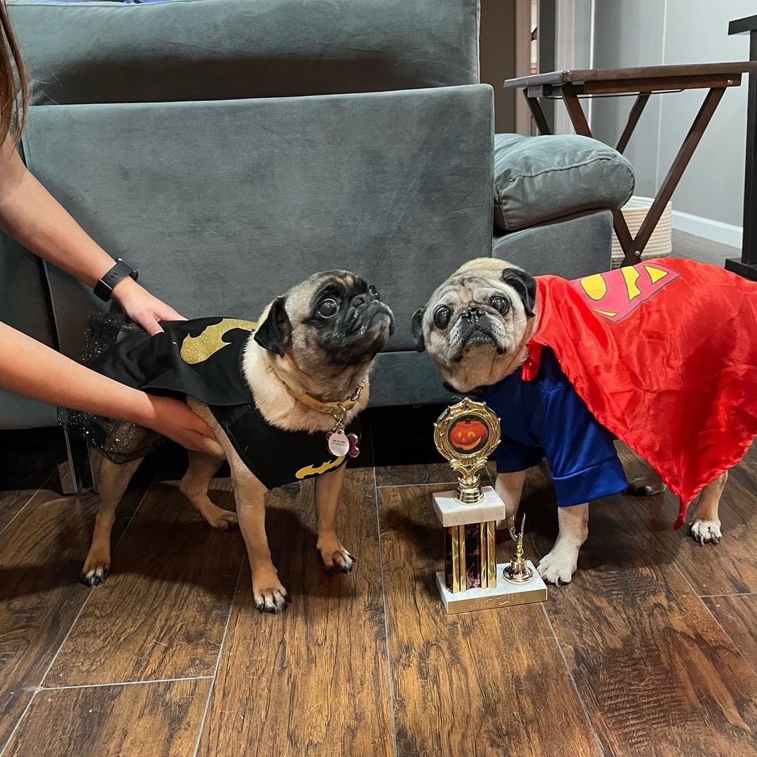 3rd place Howlin Growlin winner!
Jake and Peaches as Superman and batgirl with their trophy 🎃💙🐾