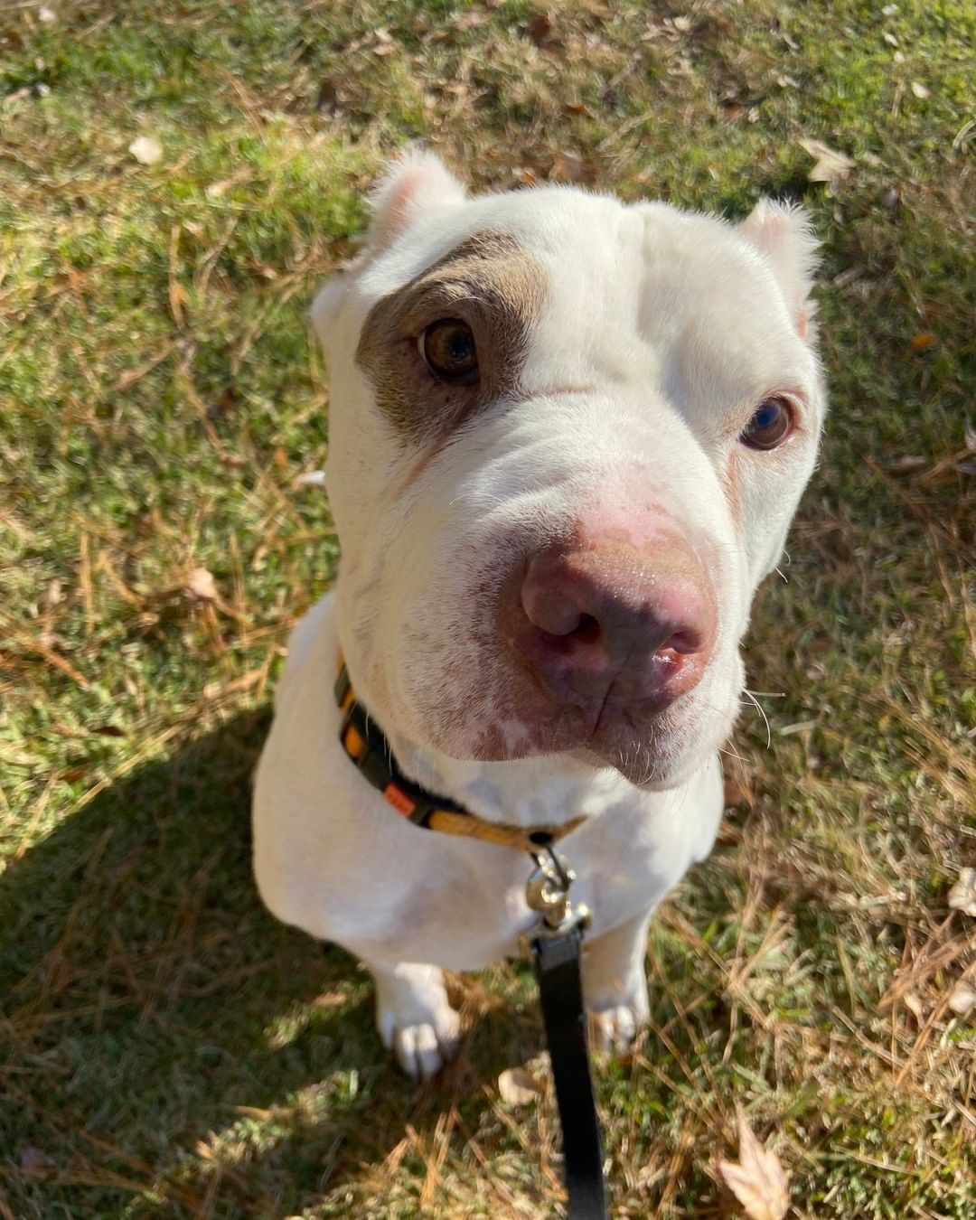 Before and after you tell Simon he's the bestest boy! ❤️

This sweet little ham is waiting for you to adopt him at LifeLine's Community Animal Center. 

<a target='_blank' href='https://www.instagram.com/explore/tags/adoptme/'>#adoptme</a> <a target='_blank' href='https://www.instagram.com/explore/tags/adoptatl/'>#adoptatl</a> <a target='_blank' href='https://www.instagram.com/explore/tags/goodboy/'>#goodboy</a> <a target='_blank' href='https://www.instagram.com/explore/tags/adoptashelterdog/'>#adoptashelterdog</a>