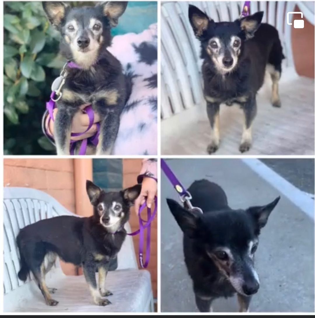 Meet Gin Fizz!

Gin is a 15 yr old, 10 lb Chihuahua Mix who joins us from City of Bakersfield Animal Care Center 

She is spayed, microchipped, vaccinated, free of parasites and has had senior labwork that shows she is healthy.

She is toothless which does not seem to bother her at all and she happily gums around dry dog food with ease (she will eat wet food but chooses to bury it more than consume it). The great news is that her new family will never have to worry about dental care

Due to age, she is also sight and hearing impaired but it does not bother her, so it should not bother you either – she adapts and is incredibly resilient 

She is on one very cheap medication for arthritis (around $2/month total per GoodRx – yes, TWO dollars) and will come with a several month supply and a prescription to take to the pharmacy of your choice with refills good for one year at your cost. 

(Many of our senior dogs are on arthritis meds because just like people over the age of 40 often have aches and pains, so do dogs. 
