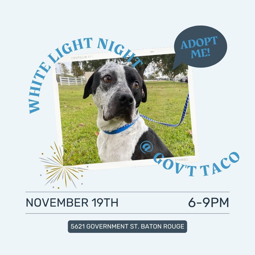 CAA will be set up TONIGHT at Gov't Taco during Mid City’s largest art festival, White Light Night from 6pm-9pm. Come meet Bordeaux and our other adoptable pups! <a target='_blank' href='https://www.instagram.com/explore/tags/caapets/'>#caapets</a> @govttaco