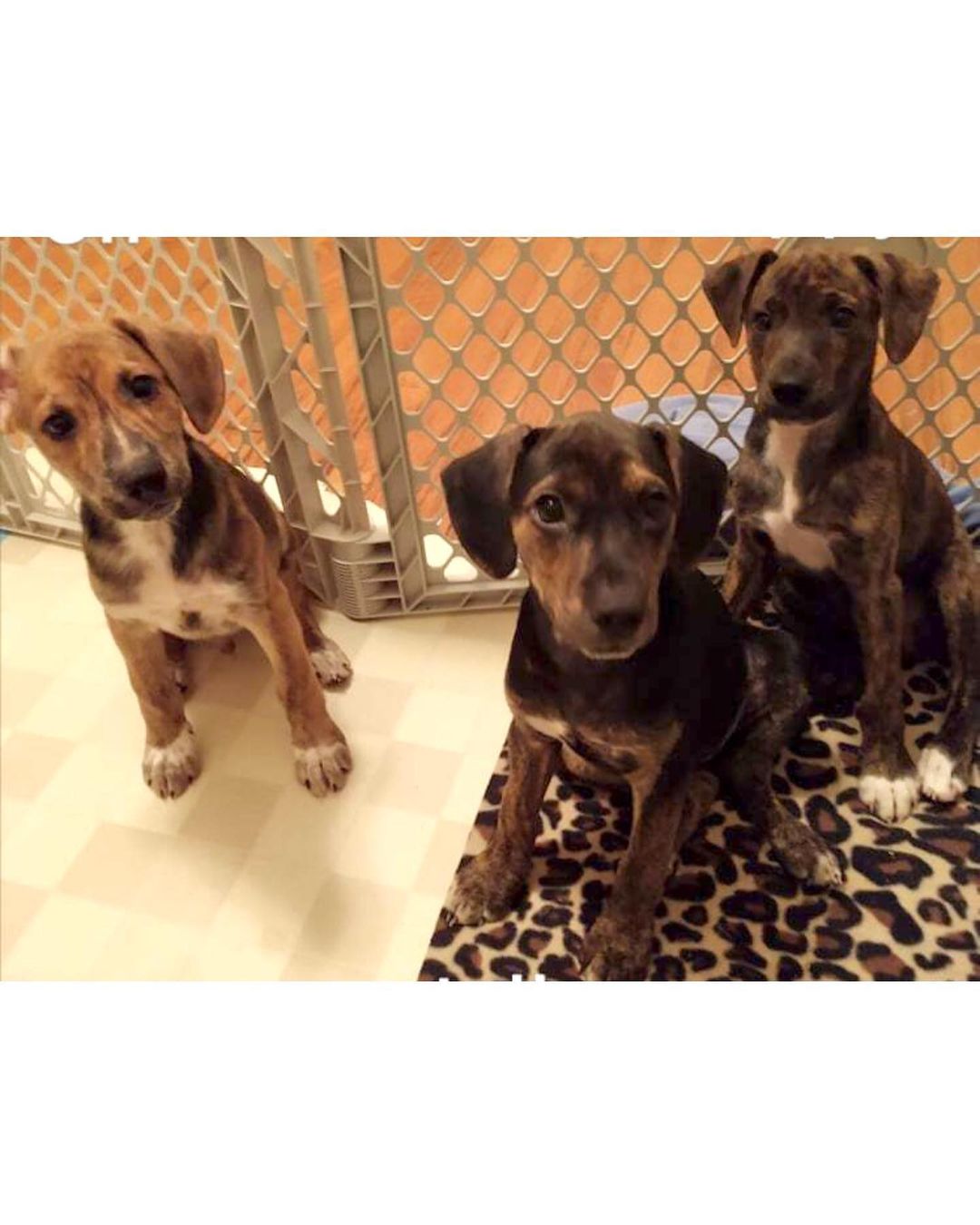 JIF, JELLY, and SKIPPY are ready for their forever homes and well, we are 🥜 for them❤️

These delicious spaniel mix babies are lovable, cuddly, smart, mellow, and, as you can see, adorable. 💕They’re up to date on shots, chipped, and dewormed— now they just need to find their other halves! 🥪 

Interested? Contact us at reboundhounds@gmail.com