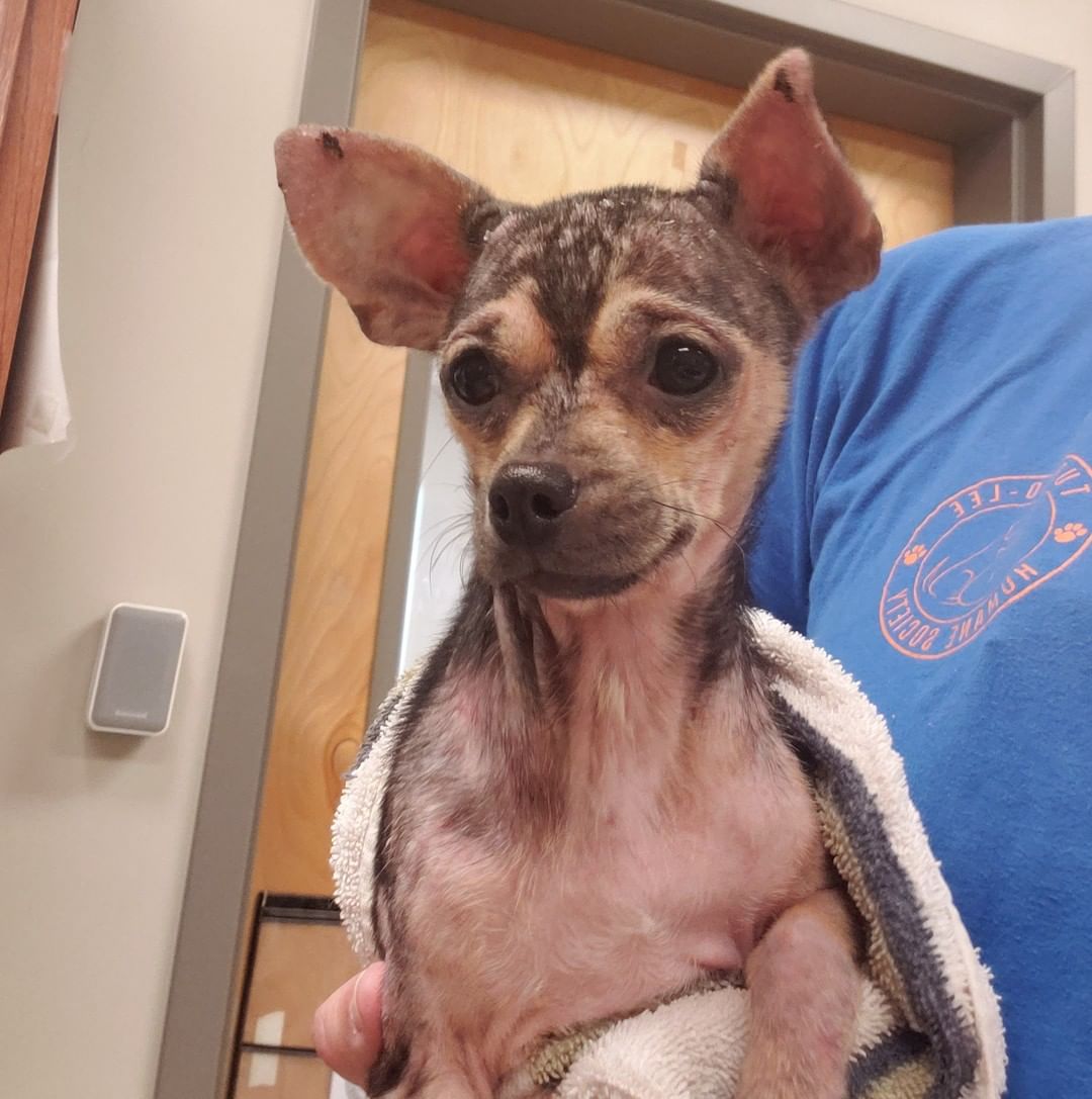 ❤ FOSTER FOUND! THANK YOU! ❤
❤🐶 FOSTER NEEDED 🐶❤
This adorable little girl was found sitting on someone's doorstep in Mooreville yesterday afternoon.
She is almost bald and is need of some tlc while her skin heals.