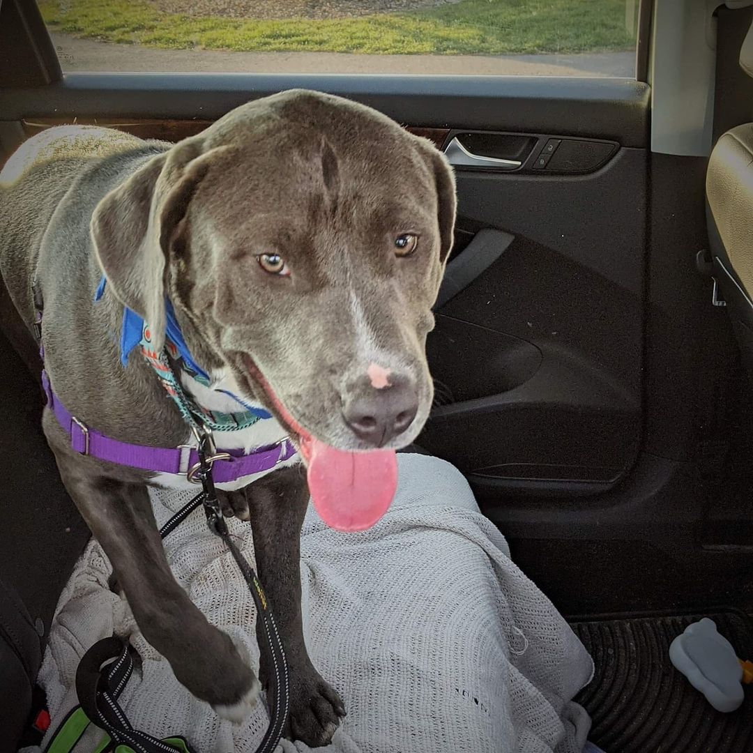 These pictures may look like part of an ordinary day for adoptable pups Athena (tie-dye bandana) and Bandit (blue bandana), however they're anything but! Thanks to some dedicated and patient foster field trip volunteers, Athena and Bandit went for their first car rides yesterday. 

Like with many first-time experiences, there was some fear and apprehension to overcome, but as you can see, both dogs decided it was totally worth it! 

Thanks to our short- and long-term foster care volunteers for the incredible work they do socializing, training, and helping dogs like Bandit and Athena learn real-world skills (like riding in a car)! 

If you're interested in learning more about Bandit, Athena, or any other adoptable animals, please email adoption@popememorialcvhs.org

If you'd like to learn more about getting involved with foster care at PMHS, please email cfugatt@popememorialcvhs.org

<a target='_blank' href='https://www.instagram.com/explore/tags/fosterfriday/'>#fosterfriday</a> <a target='_blank' href='https://www.instagram.com/explore/tags/dogsofinstagram/'>#dogsofinstagram</a> <a target='_blank' href='https://www.instagram.com/explore/tags/puppiesofinstagram/'>#puppiesofinstagram</a> <a target='_blank' href='https://www.instagram.com/explore/tags/fieldtrip/'>#fieldtrip</a> <a target='_blank' href='https://www.instagram.com/explore/tags/animalshelter/'>#animalshelter</a> <a target='_blank' href='https://www.instagram.com/explore/tags/adoptabledogsofinstagram/'>#adoptabledogsofinstagram</a>