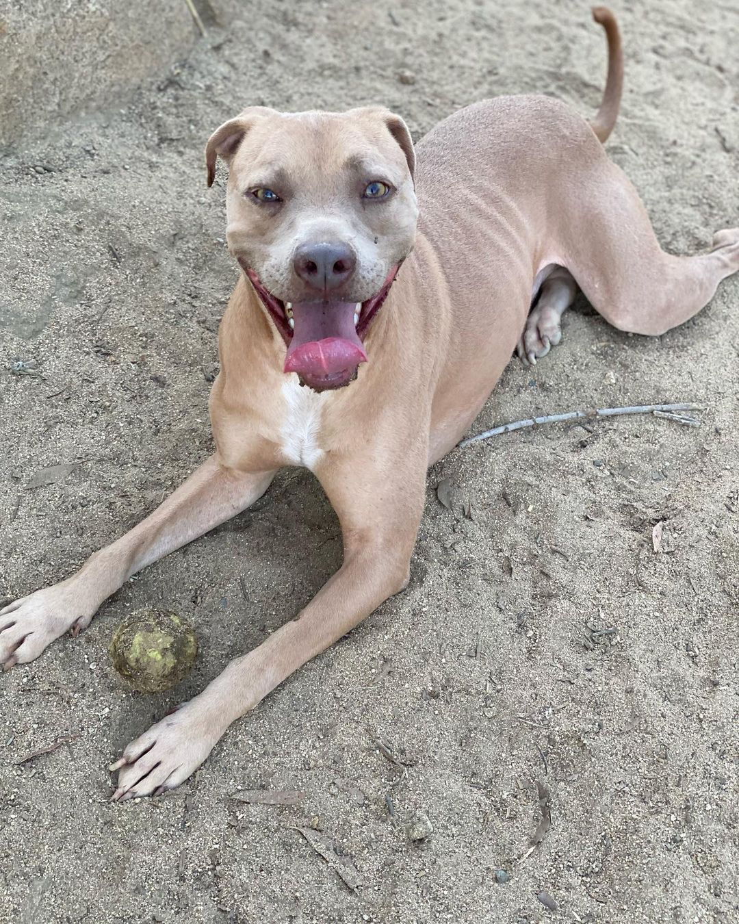 Check out sweet boy KAIPO!  Last minute save from Moreno Valley, this pup has been an amazing surprise to us!  He has come out of his shell to show us his true colors. Kaipo is a well mannered pup, who loves to play fetch, take walks, and loves playing with his handler and loves lots of tummy rubs!  At 1.5 years old, He is a high energy dog so will do best with people who love to stay active. He’s truly a sweetie pie, and so so smart! As much as he loves his walks, he also loves sitting on the couch beside you at night to watch TV. He’s only about 38 lbs so would do great in an Apt/Condo or House alike. Contact us at 760-428-2044 with your email address or email us at freedomrescue1@gmail.com for an Adoption Application as this is required prior to a Meet and Greet. Fully vaccinated, neutered, wormed, and microchipped, just waiting patiently for his new forever home. <a target='_blank' href='https://www.instagram.com/explore/tags/kaipo/'>#kaipo</a> <a target='_blank' href='https://www.instagram.com/explore/tags/adoptdontshop/'>#adoptdontshop</a> <a target='_blank' href='https://www.instagram.com/explore/tags/waitingtobeadopted/'>#waitingtobeadopted</a> <a target='_blank' href='https://www.instagram.com/explore/tags/foreverhomeneeded/'>#foreverhomeneeded</a> <a target='_blank' href='https://www.instagram.com/explore/tags/specialpup/'>#specialpup</a>