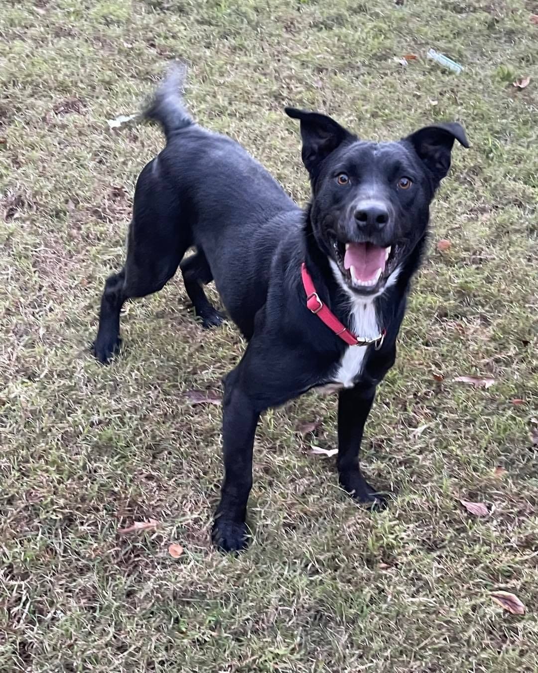 🚨 FOSTER // FOSTER-TO-ADOPTER // ADOPTER NEEDED! 🚨 
 
Andy has made it to Massachusetts but has no place to stay. 😔 This sweet guy is about 2 years old and 54lbs. He can be a bit on the shy side, but once he warms up he loves to play + and will seek affection. 

Here’s what he’s looking for:
 
🐶 Preferably another playful dog
🧒 Kids 5+
😼 Confident/dog savvy cats 
🏃 Active people to play and hangout with
☀️ People who are home during the day
 
Please help us find Andy a foster (or an adopter!) by sharing this post and tagging your dog-loving friends.
 
For more information on fostering please visit www.browndogcoalition.com/foster

<a target='_blank' href='https://www.instagram.com/explore/tags/adoptme/'>#adoptme</a> <a target='_blank' href='https://www.instagram.com/explore/tags/fosterme/'>#fosterme</a> <a target='_blank' href='https://www.instagram.com/explore/tags/adoptabledogsofinstagram/'>#adoptabledogsofinstagram</a> <a target='_blank' href='https://www.instagram.com/explore/tags/dogsofnewengland/'>#dogsofnewengland</a> <a target='_blank' href='https://www.instagram.com/explore/tags/dogsofmassachusetts/'>#dogsofmassachusetts</a> <a target='_blank' href='https://www.instagram.com/explore/tags/browndog/'>#browndog</a>