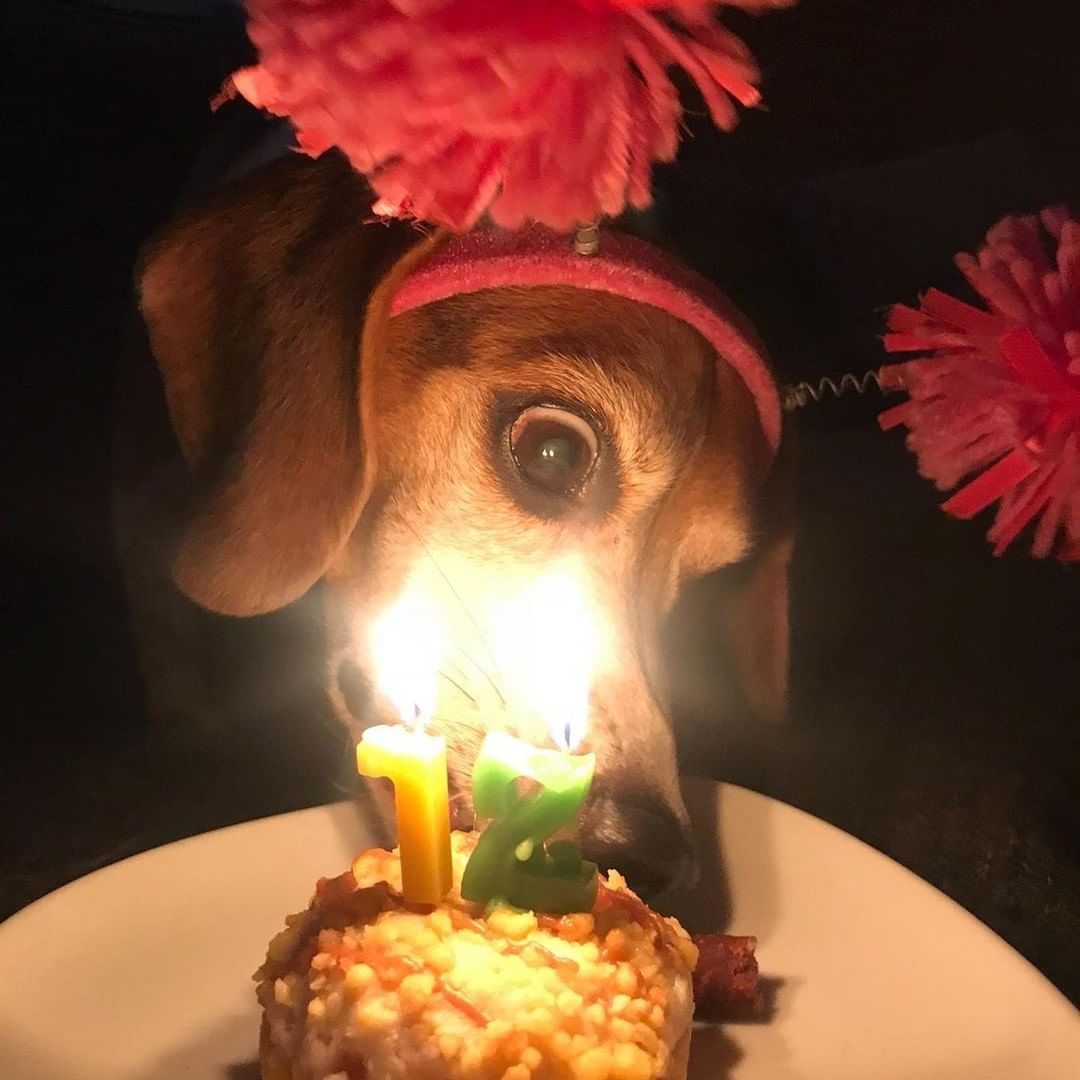 Happy 15th Birthday to Beagle Freedom Project’s Darwin! Darwin spent his first 5 years in an animal testing laboratory and has now enjoyed 10 years of freedom with his forever family! Darwin is from our Spanish 40 rescue in 2011. 🎂 🐶 🥰

_____________________

We also post @CrueltyCutter. <a target='_blank' href='https://www.instagram.com/explore/tags/HappyBirthday/'>#HappyBirthday</a> <a target='_blank' href='https://www.instagram.com/explore/tags/AnimalTesting/'>#AnimalTesting</a> <a target='_blank' href='https://www.instagram.com/explore/tags/CrueltyFree/'>#CrueltyFree</a> <a target='_blank' href='https://www.instagram.com/explore/tags/Beagle/'>#Beagle</a> <a target='_blank' href='https://www.instagram.com/explore/tags/BeaglesOfInstagram/'>#BeaglesOfInstagram</a>