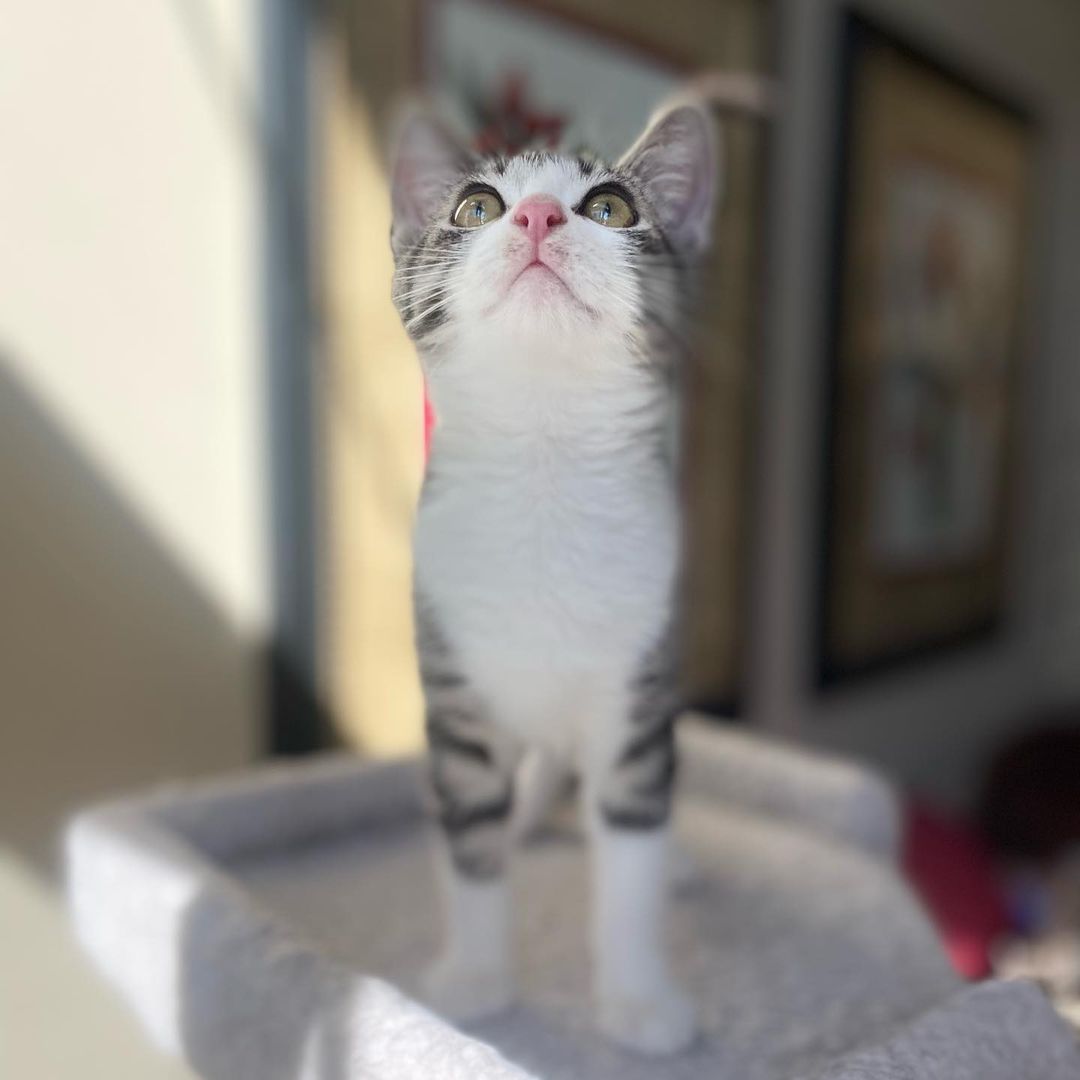 Hello- from Melody! 
Melody got her name because of her cute meow. She is a bundle on energy, moving and playing with her siblings or climbing all over her people. She is friendly with everyone and is a very social kitten. She has been raised with kids, cats and dogs and would be a great addition to your family. ❤️ She really is the perfect little cat and we know you will love her as much as we do! 
All of her siblings have been adopted and now it’s her turn!!
She is UTD on vax, combo tested and will be spayed when she’s a little older. 
We are looking for a home for Miss Melody that has another kitty or cat friendly dog for her to play and interact with.
DM for an adoption questionnaire!
.

.
.

.
.
.
.
.
.
.
<a target='_blank' href='https://www.instagram.com/explore/tags/tabbykitten/'>#tabbykitten</a><a target='_blank' href='https://www.instagram.com/explore/tags/turkishvanmix/'>#turkishvanmix</a><a target='_blank' href='https://www.instagram.com/explore/tags/kittyboo/'>#kittyboo</a><a target='_blank' href='https://www.instagram.com/explore/tags/kittensdaily/'>#kittensdaily</a><a target='_blank' href='https://www.instagram.com/explore/tags/fosteringsaveslives/'>#fosteringsaveslives</a><a target='_blank' href='https://www.instagram.com/explore/tags/catfoster/'>#catfoster</a><a target='_blank' href='https://www.instagram.com/explore/tags/fostercat/'>#fostercat</a><a target='_blank' href='https://www.instagram.com/explore/tags/fosterkitten/'>#fosterkitten</a><a target='_blank' href='https://www.instagram.com/explore/tags/catrescue/'>#catrescue</a><a target='_blank' href='https://www.instagram.com/explore/tags/scv/'>#scv</a><a target='_blank' href='https://www.instagram.com/explore/tags/santaclaritavalley/'>#santaclaritavalley</a><a target='_blank' href='https://www.instagram.com/explore/tags/adoptacat/'>#adoptacat</a><a target='_blank' href='https://www.instagram.com/explore/tags/kittycatsofinstagram/'>#kittycatsofinstagram</a><a target='_blank' href='https://www.instagram.com/explore/tags/catlovers/'>#catlovers</a><a target='_blank' href='https://www.instagram.com/explore/tags/catsrule/'>#catsrule</a>