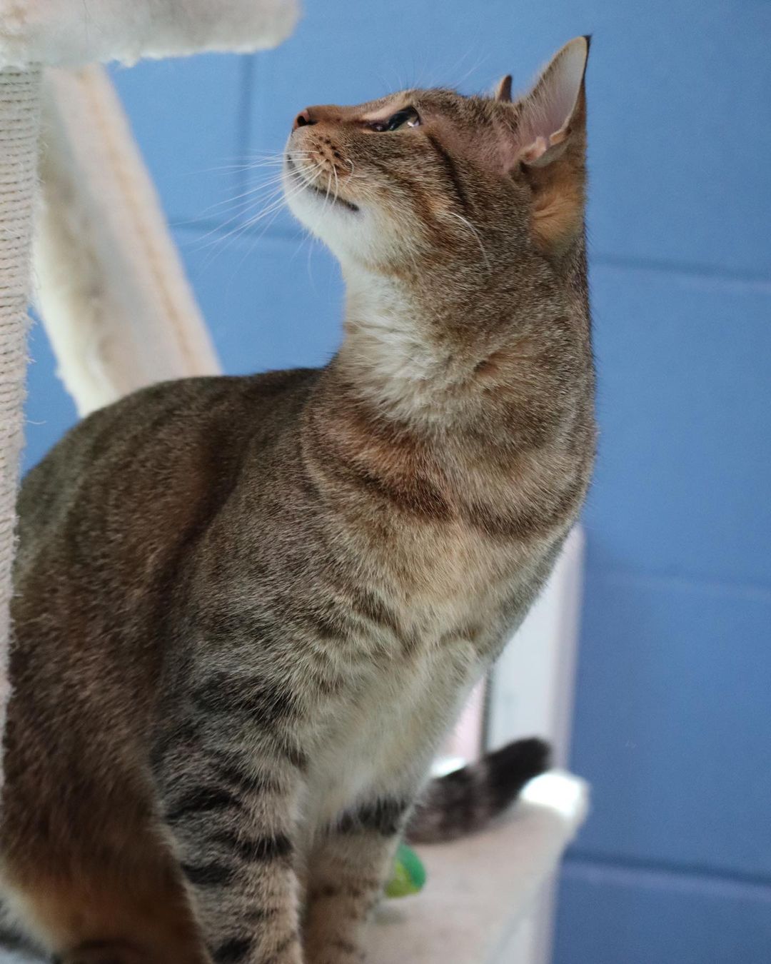 With cats like Monkey, sometimes the name fits a little too well 🙈

The name really says it all with this guy. He’s playful, goofy, mischievous, and loving just like any good monkey 🐒 

Stop by from 12-6 to meet everyone’s favorite cat tree crawler 🐵

🙈🙉🙊 pethelpers.org 🙈🙉🙊
