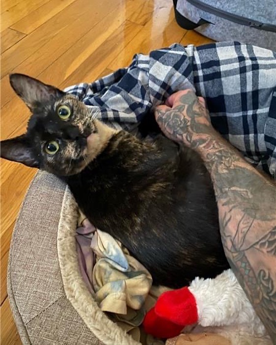 <a target='_blank' href='https://www.instagram.com/explore/tags/TBT/'>#TBT</a> Adoption Update!

“My boyfriend and I adopted one of your cats on Saturday. Her name was Leila, we have since changed it to Tommy.

We wanted to let you know she is adjusting very well in her new home and is loving life!

She’s been very brave, having no problem adjusting to her safe room and playing with her new toys. She loves her bed and butt scratches!
She’s a cuddle bug and has the most adorable post-meal zoomies. We are absolutely in love with this angel.

Thank you again to everyone at NKLA - please let Ruth know how well we are all doing. She was very helpful in making sure the adoption process and making sure we were equipped for success.”

We love getting these updates! Have your adopted from us recently? Send us a DM with an update! 

<a target='_blank' href='https://www.instagram.com/explore/tags/BestFriendsLA/'>#BestFriendsLA</a> <a target='_blank' href='https://www.instagram.com/explore/tags/NKLA/'>#NKLA</a> <a target='_blank' href='https://www.instagram.com/explore/tags/adopt/'>#adopt</a> <a target='_blank' href='https://www.instagram.com/explore/tags/foster/'>#foster</a> <a target='_blank' href='https://www.instagram.com/explore/tags/rescue/'>#rescue</a> <a target='_blank' href='https://www.instagram.com/explore/tags/throwbackthursday/'>#throwbackthursday</a> <a target='_blank' href='https://www.instagram.com/explore/tags/catsofinstagram/'>#catsofinstagram</a>