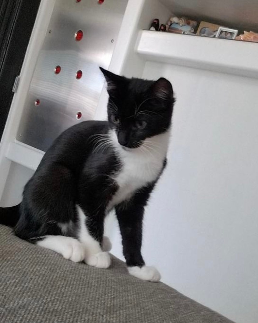 Hello- from River!
What a character! He has come a long way and is now ready fir his furrrver home. He came to his current foster super scared of every noise, now he loves to sit and watch rhe traffic go by. He loves balls and dumps the toy basket over and scatters the toys all over the room. He even occasionally comes and says Hi to the dogs! He loves his foster sister (seen in one of the pics) and is looking to be adopted into a home with another cat. Or maybe his sister, Aja? ❤️ He is combo tested negative, UTD on vax and soon to be neutered. He’s approx 3 months old. 
DM for an adoption questionnaire!
.
.
.
.
.
.
.
.
.
.
.
<a target='_blank' href='https://www.instagram.com/explore/tags/tuxedocat/'>#tuxedocat</a><a target='_blank' href='https://www.instagram.com/explore/tags/tuxies/'>#tuxies</a><a target='_blank' href='https://www.instagram.com/explore/tags/tuxedokitten/'>#tuxedokitten</a><a target='_blank' href='https://www.instagram.com/explore/tags/sheltercat/'>#sheltercat</a><a target='_blank' href='https://www.instagram.com/explore/tags/shelterkitten/'>#shelterkitten</a><a target='_blank' href='https://www.instagram.com/explore/tags/whiskersonfleek/'>#whiskersonfleek</a><a target='_blank' href='https://www.instagram.com/explore/tags/whitewhiskers/'>#whitewhiskers</a><a target='_blank' href='https://www.instagram.com/explore/tags/catlife/'>#catlife</a><a target='_blank' href='https://www.instagram.com/explore/tags/catfosters/'>#catfosters</a><a target='_blank' href='https://www.instagram.com/explore/tags/fosteringsaveslives/'>#fosteringsaveslives</a><a target='_blank' href='https://www.instagram.com/explore/tags/huffpostgram/'>#huffpostgram</a><a target='_blank' href='https://www.instagram.com/explore/tags/kittygram/'>#kittygram</a><a target='_blank' href='https://www.instagram.com/explore/tags/huntingtonbeach/'>#huntingtonbeach</a><a target='_blank' href='https://www.instagram.com/explore/tags/dailycat/'>#dailycat</a><a target='_blank' href='https://www.instagram.com/explore/tags/catpics/'>#catpics</a>