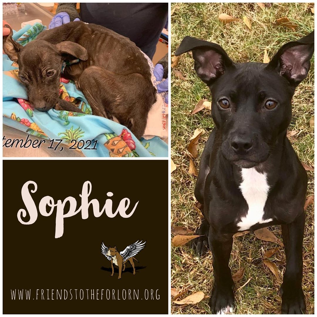She came to us without a pulse or a body temp .. 
This is Sophie .. this is Forlorn 

<a target='_blank' href='https://www.instagram.com/explore/tags/fttf/'>#fttf</a> <a target='_blank' href='https://www.instagram.com/explore/tags/puppy/'>#puppy</a> <a target='_blank' href='https://www.instagram.com/explore/tags/adoptable/'>#adoptable</a> <a target='_blank' href='https://www.instagram.com/explore/tags/forlorn/'>#forlorn</a>