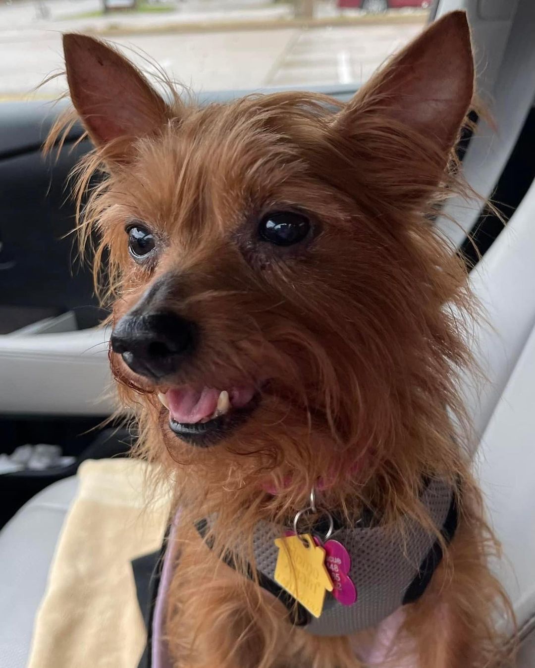 Charlotte is a 9 year old 9 pound Yorkshire terrier - just look at her beautiful coloring.  She gets along great with other dogs, but she would be ok as an only dog as well.  She is having her teeth cleaned tomorrow and then she will be ready for her forever home.  No small children for Charlotte. 💖

If you can give this sweet girl her happily ever after, please complete the adoption application on our website tzuzoorescue.com.🐶

All of our dogs are in foster homes in the Dallas Fort Worth area. 🐾