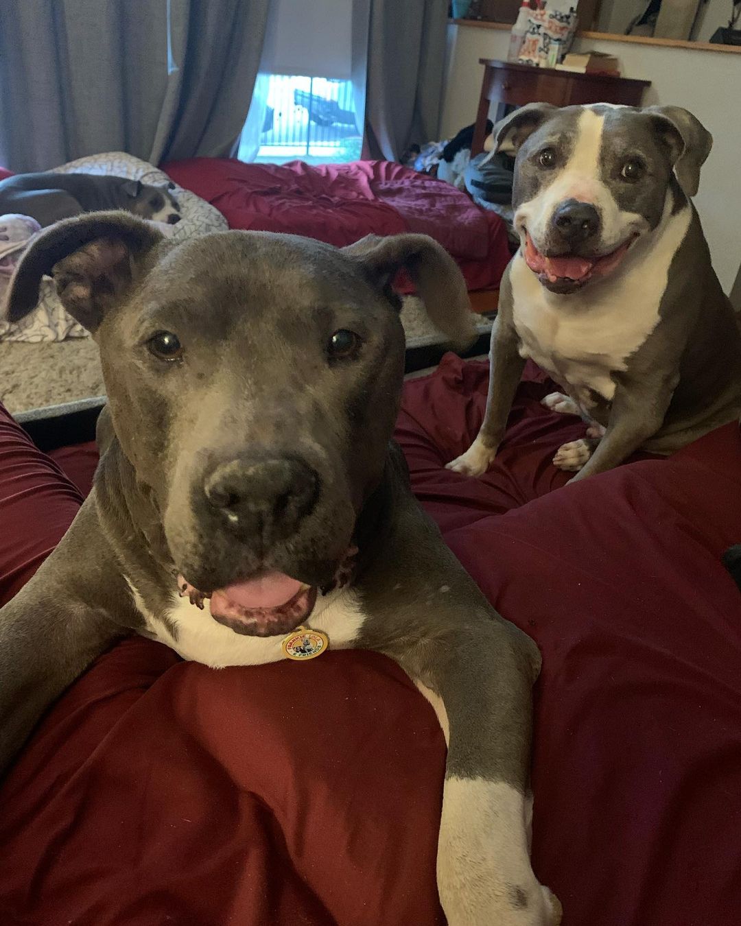 CHECK THIS OUT!! I’m way behind on updates but I want you guys to see what YOU allow me to do because of your support and donations. 

ARCHIE AND HALEY UPDATE!!

Adoptions can be challenging. We have way too many dogs and not enough homes. Then add the most overpopulated breed, the Pit Bull, then add to the equation that they are a senior and the odds go way down. So when you’re able to find a wonderful home for not only one senior Pit Bulls but TWO and it’s the same home (adopted a few months apart), there are no words to explain how I feel. Beyond grateful ❤️🙏🏻

Kindness wins, every time. 😆 Thank you guys for your support to keep my rescue efforts going.

Archie and Haley were rescued from the same overcrowded shelter where they desperately needed medical attention.

Archie‘s paws are almost 100% and he runs now. SWIPE. He has completely turned into a happy, goofy dog now that he is being properly cared for and receiving ongoing medicine. He’s in the most amazing home and loves other dogs. 

Haley had a partial amputation of her toe due to melanoma and is doing amazing. The last shelter video is what caught my eye and I had to save her. 

Life can change in an instant.

To donate, volunteer, foster or adopt, please click on the link above.

@fur_pet_sake @shelterdogs4life @desidesi134 

<a target='_blank' href='https://www.instagram.com/explore/tags/Frankielolaandfriends/'>#Frankielolaandfriends</a>