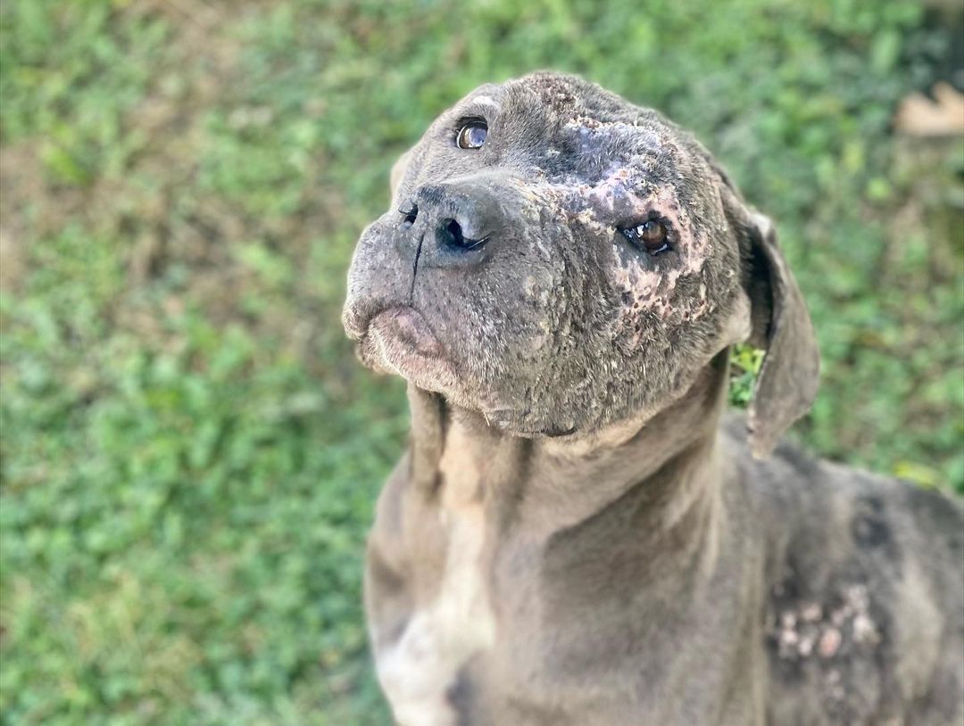 look how cute🥺 

Willow is loving life at @rocopethospital she is healing nicely but still has a really long road ahead of her! 

Please donate to her care!! LINK IN BIO 💕💕