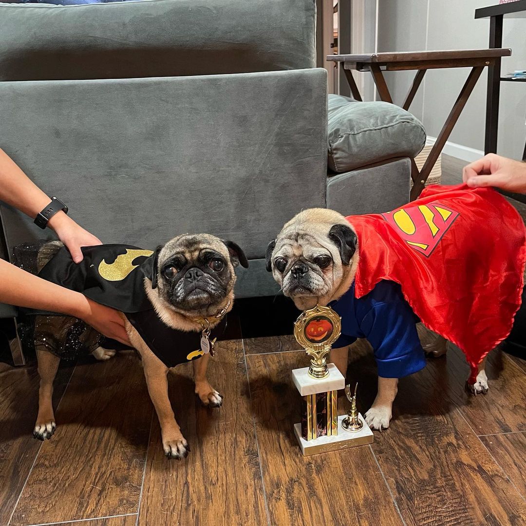 3rd place Howlin Growlin winner!
Jake and Peaches as Superman and batgirl with their trophy 🎃💙🐾