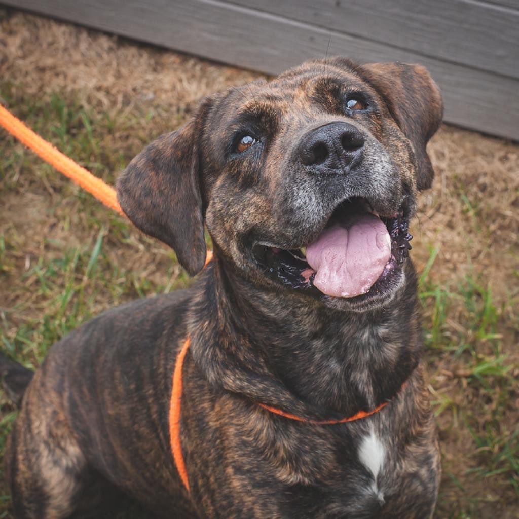 Sunny 92.3 Wet Nose Wednesday 

Dutch 26716
For those of you think big dogs are the coolest, Dutch is perfect for you. She's a beautiful, 7-year-old, 90-pound Matiff mix and she's looking for her forever home. Dutch enjoys living life to the fullest and has lots of interests including going for walks, playing with her friends in doggy playgroups, and taking relaxing soaks in the doggy pool. Dutch is a very strong girl. While she has been working on her leash manners, she will definitely need someone who will continue her training. If Dutch sounds like your kind of girl, make your appointment to come meet her today.

Pearl 26670
This week's Wet Nose Wednesday cat is an adorable 11-month-old named Pearl. Pearl is friendly with people and also gets along with other cats. She's young and still has some of that kitten-like spunk and sass that make young cats so much fun. Right now Pearl is keeping people entertained at the Naughty Cat Cafe until she finds her forever home. You can call the cafe at (423) 541-4316 to set up a time to meet her.