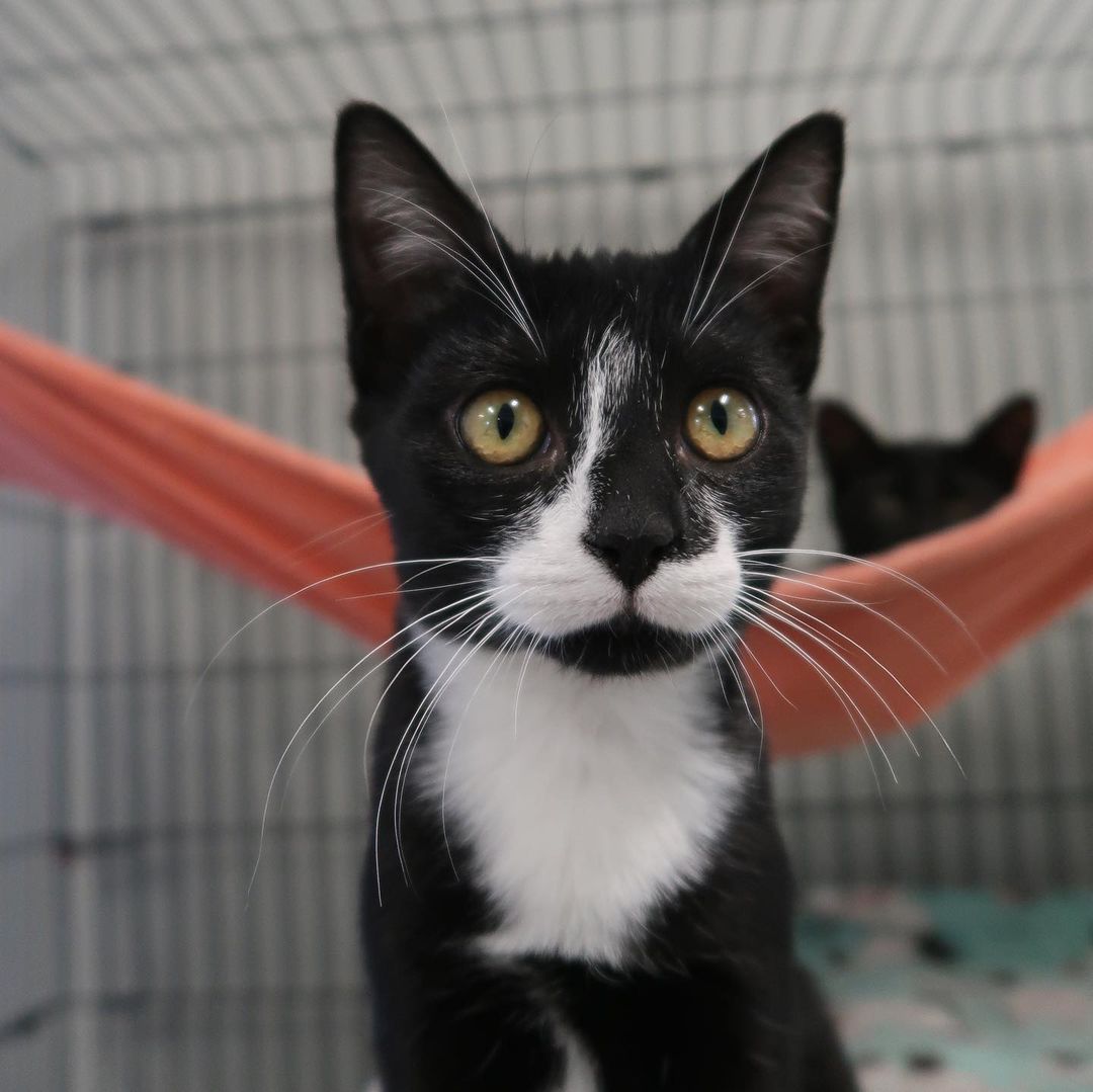 HAPPY NATIONAL BLACK CAT DAY! 

Make sure you stop by our Adoption Center (11130 N. Harrell's Ferry Road, Baton Rouge) to meet some of our adoptable house panthers! NO APPOINTMENT NECESSARY!

<a target='_blank' href='https://www.instagram.com/explore/tags/cathavenbr/'>#cathavenbr</a> <a target='_blank' href='https://www.instagram.com/explore/tags/nationalblackcatday/'>#nationalblackcatday</a> <a target='_blank' href='https://www.instagram.com/explore/tags/adoptables/'>#adoptables</a> <a target='_blank' href='https://www.instagram.com/explore/tags/batonrouge/'>#batonrouge</a> <a target='_blank' href='https://www.instagram.com/explore/tags/adoptdontshop/'>#adoptdontshop</a> <a target='_blank' href='https://www.instagram.com/explore/tags/adoptme/'>#adoptme</a>