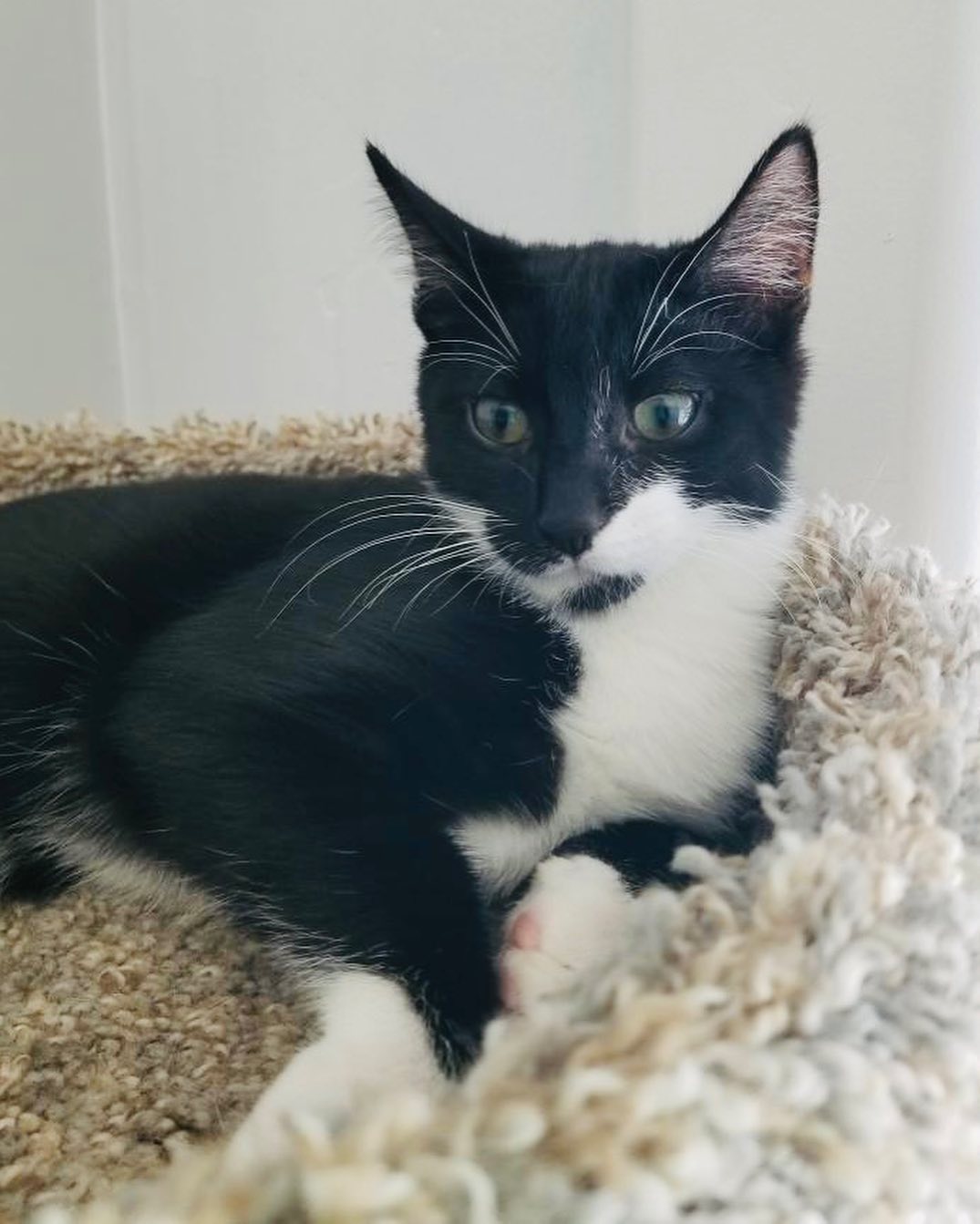 Hello- from River!
What a character! He has come a long way and is now ready fir his furrrver home. He came to his current foster super scared of every noise, now he loves to sit and watch rhe traffic go by. He loves balls and dumps the toy basket over and scatters the toys all over the room. He even occasionally comes and says Hi to the dogs! He loves his foster sister (seen in one of the pics) and is looking to be adopted into a home with another cat. Or maybe his sister, Aja? ❤️ He is combo tested negative, UTD on vax and soon to be neutered. He’s approx 3 months old. 
DM for an adoption questionnaire!
.
.
.
.
.
.
.
.
.
.
.
<a target='_blank' href='https://www.instagram.com/explore/tags/tuxedocat/'>#tuxedocat</a><a target='_blank' href='https://www.instagram.com/explore/tags/tuxies/'>#tuxies</a><a target='_blank' href='https://www.instagram.com/explore/tags/tuxedokitten/'>#tuxedokitten</a><a target='_blank' href='https://www.instagram.com/explore/tags/sheltercat/'>#sheltercat</a><a target='_blank' href='https://www.instagram.com/explore/tags/shelterkitten/'>#shelterkitten</a><a target='_blank' href='https://www.instagram.com/explore/tags/whiskersonfleek/'>#whiskersonfleek</a><a target='_blank' href='https://www.instagram.com/explore/tags/whitewhiskers/'>#whitewhiskers</a><a target='_blank' href='https://www.instagram.com/explore/tags/catlife/'>#catlife</a><a target='_blank' href='https://www.instagram.com/explore/tags/catfosters/'>#catfosters</a><a target='_blank' href='https://www.instagram.com/explore/tags/fosteringsaveslives/'>#fosteringsaveslives</a><a target='_blank' href='https://www.instagram.com/explore/tags/huffpostgram/'>#huffpostgram</a><a target='_blank' href='https://www.instagram.com/explore/tags/kittygram/'>#kittygram</a><a target='_blank' href='https://www.instagram.com/explore/tags/huntingtonbeach/'>#huntingtonbeach</a><a target='_blank' href='https://www.instagram.com/explore/tags/dailycat/'>#dailycat</a><a target='_blank' href='https://www.instagram.com/explore/tags/catpics/'>#catpics</a>