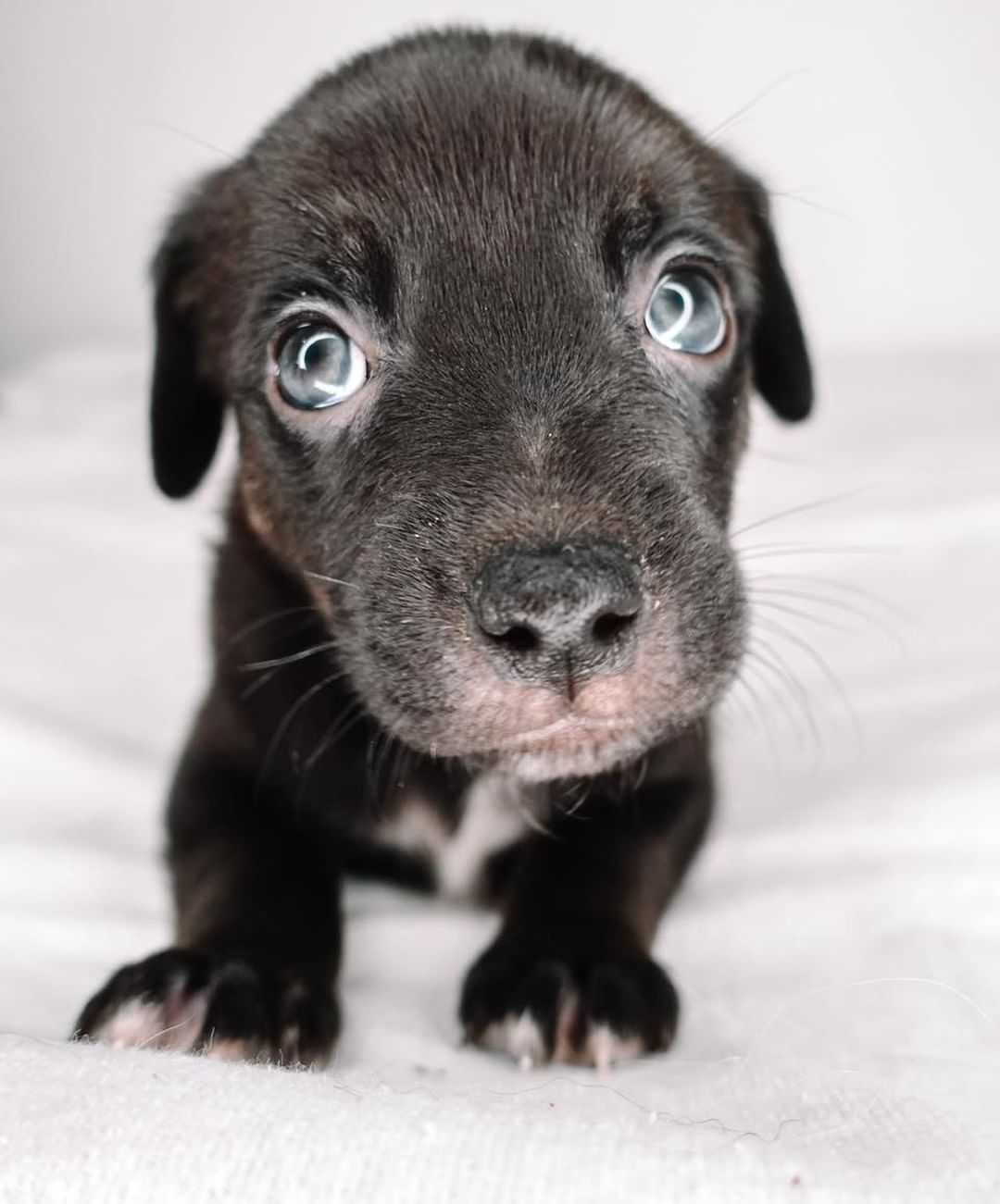 Make way! Here comes the best Hip Hop artists around! 🎧❣️

Meet Tupac, Nicki Minaj, Busta, Lupe, The Stallion, Ludacris, Nelly, Pablo, Big Pun, Doja, and Missy Elliot! These pups are curious little things! They love to snuggle with their people and play with their furry friends! They are working on potty training by using puppy pads! They love to run up to you and sir at your feet for attention! They love a good nap too! They are dog friendly, kid friendly, are some are even cat friendly! The babies are ready to fill your home with love and spunk! 😎
Age: 7 weeks
Estimated breed: Terrier mix

Our story: Hi! Hello! We are the Hip Hop litter! We were born into the rescue to our beautiful mama that you’ll meet so soon! We are playful, loving, and all things puppy! We are smart too! We’re learning to potty like big pups! To our people, we’re ready for ya! ❤️

Apply at puppyhavenrescue.com/adopt/! 

*Puppies are placed in homes based on best fit. When applying, please list your first, second, and third choice*