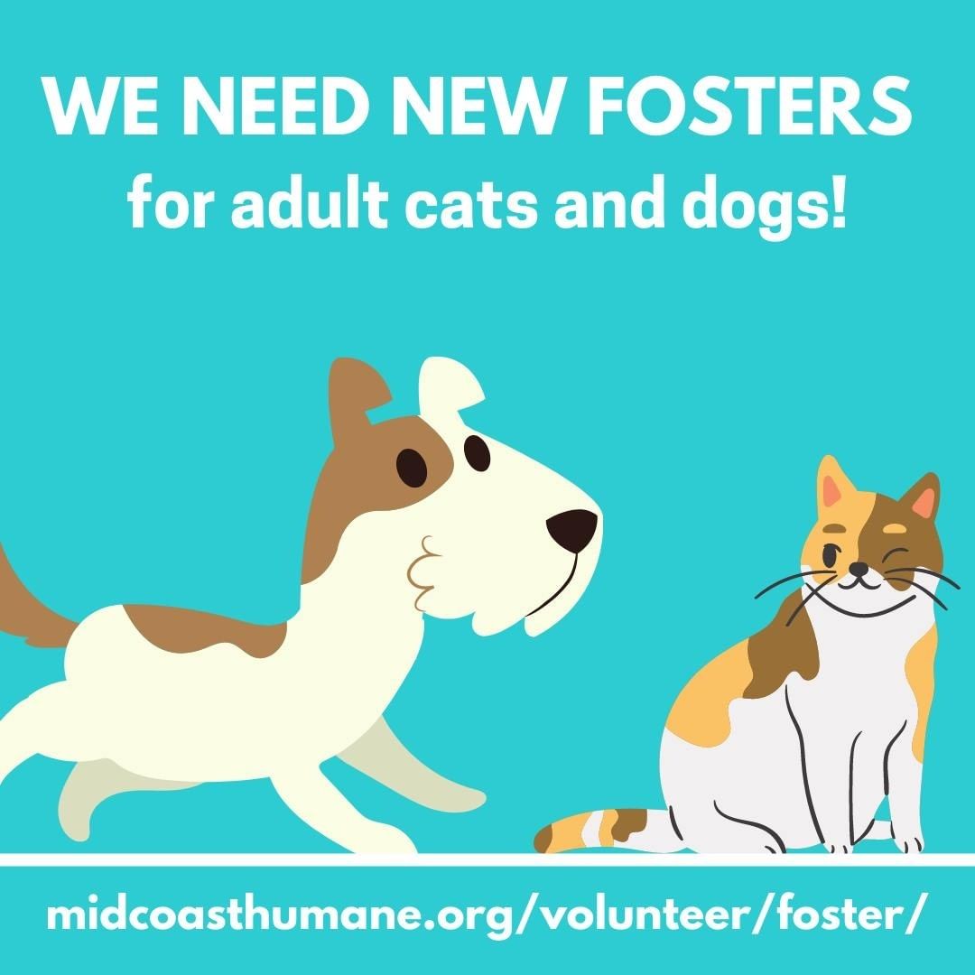 We are looking for new foster families specifically for adult cats and dogs! Putting adult animals in foster homes has so many benefits! It can help us get more background information on them so we can place them in the best home possible; it gives animals with an extended stay (perhaps for medical, behavioral or legal reasons) a place to settle while they await adoption; and it gives animals that struggle in the shelter environment a break which decreases their stress and anxiety. Not to mention the benefits it will have for you as well! If you have the time and space to foster an adult animal, please visit our website and begin the foster orientation process today!

<a target='_blank' href='https://www.instagram.com/explore/tags/fosteringsaveslives/'>#fosteringsaveslives</a> <a target='_blank' href='https://www.instagram.com/explore/tags/fostercare/'>#fostercare</a> <a target='_blank' href='https://www.instagram.com/explore/tags/fosterdogs/'>#fosterdogs</a> <a target='_blank' href='https://www.instagram.com/explore/tags/fostercats/'>#fostercats</a>